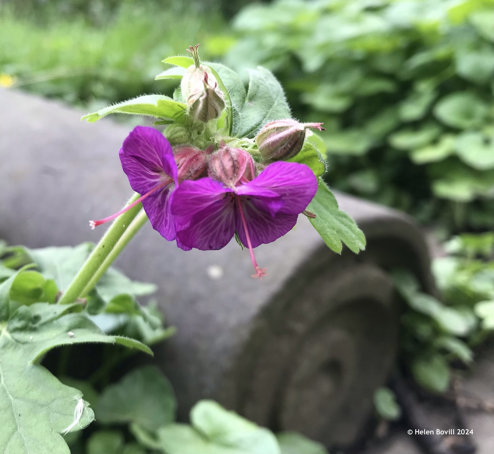 Dove's-foot Crane's-bill growing near a headstone in the cemetery