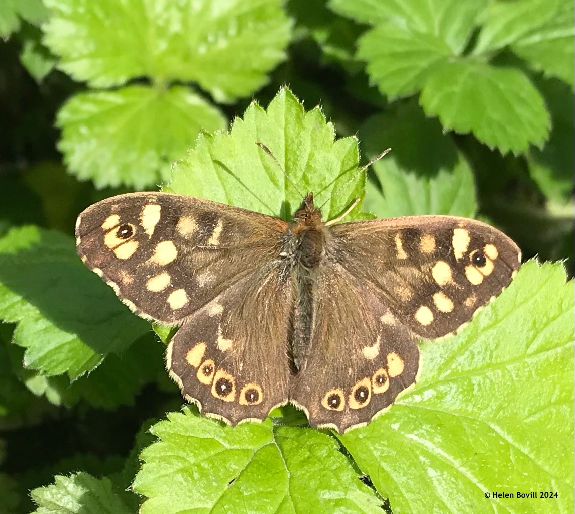 A speckled wood butterfly in the cemetery