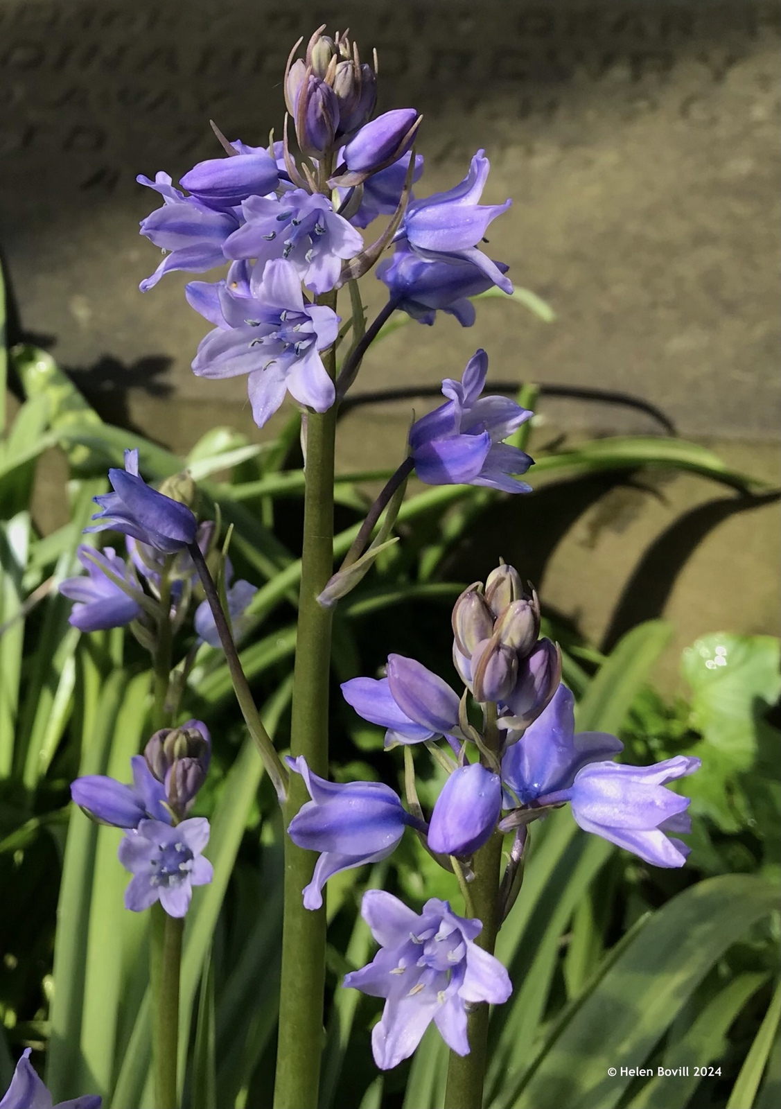 Bluebells growing near a grave in the cemetery