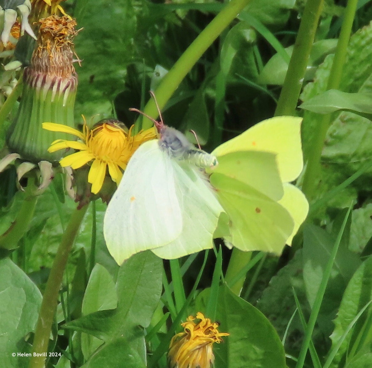 Two brimstone butterflies in flight