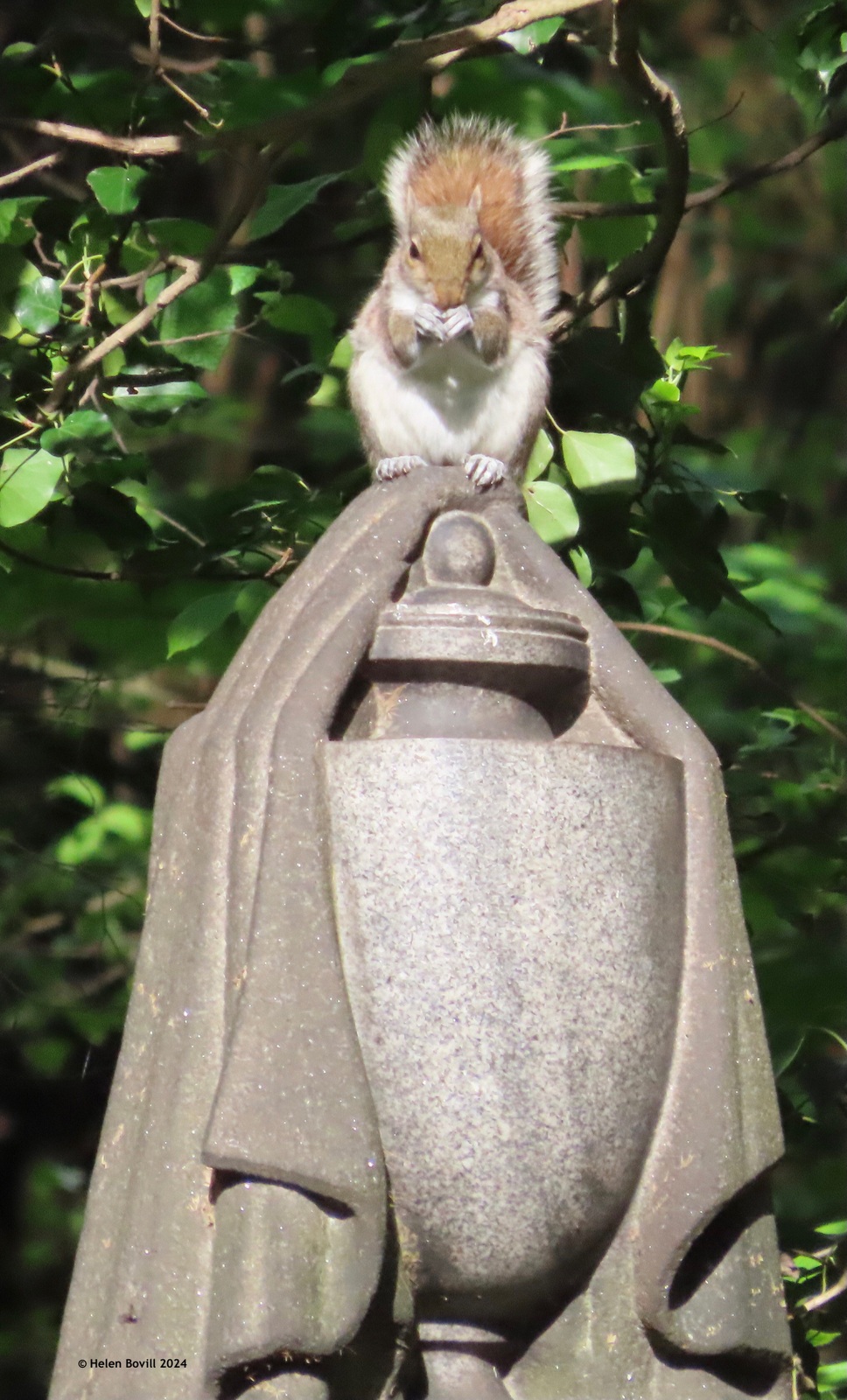 A squirrel perched on a headstone in the cemetery