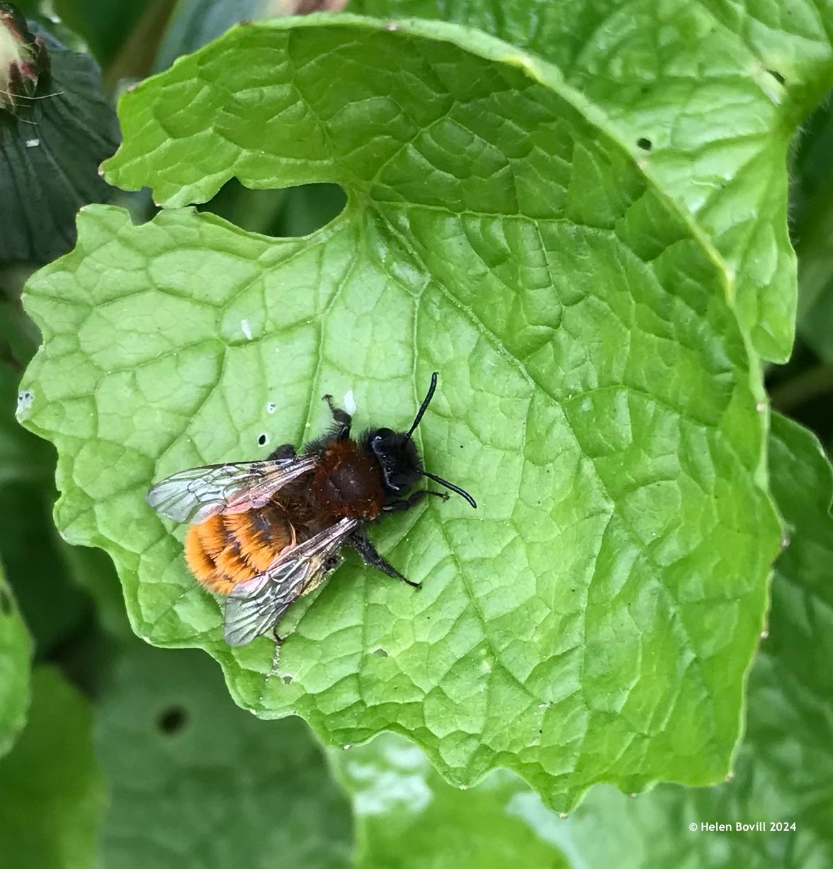 Tawny Mining bee on a leaf