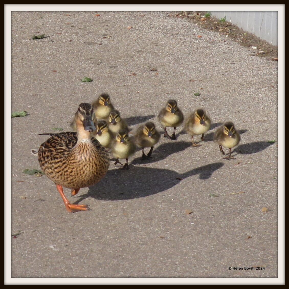 A female mallard walking along the street with her 9 ducklings