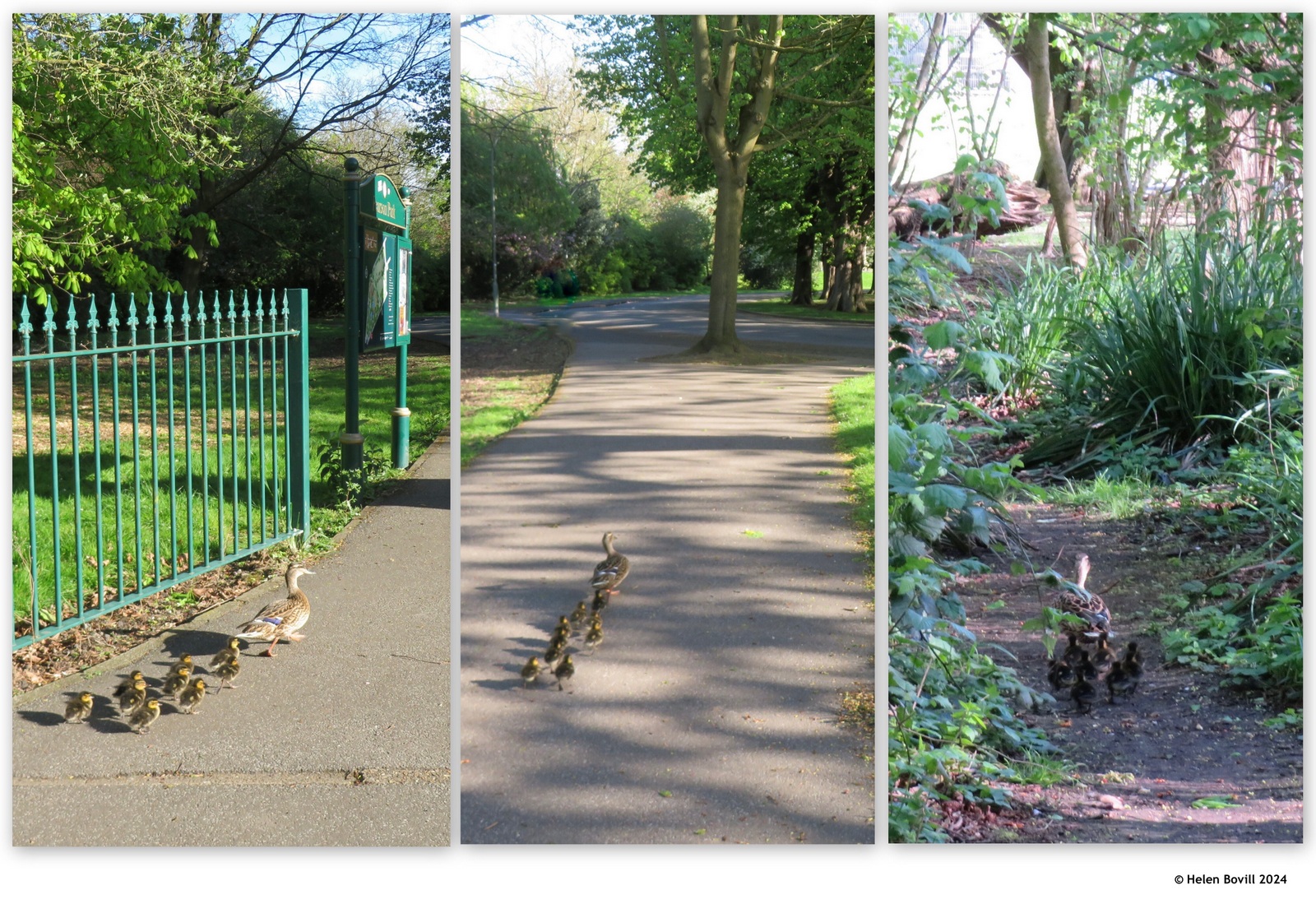 3 photos of a mallard and her 9 ducklings in the park