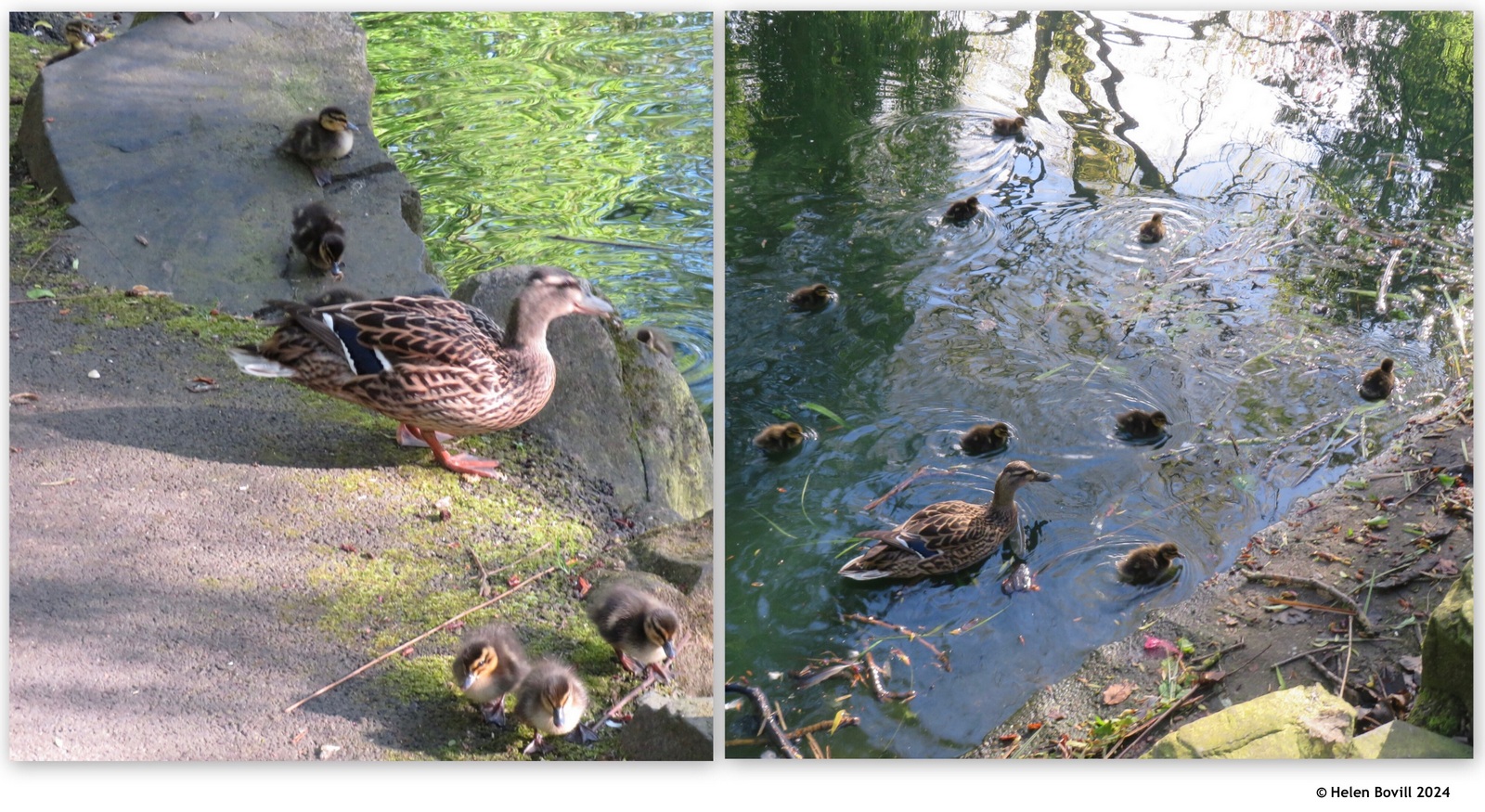 A mallard and her 9 ducklings entering a pond