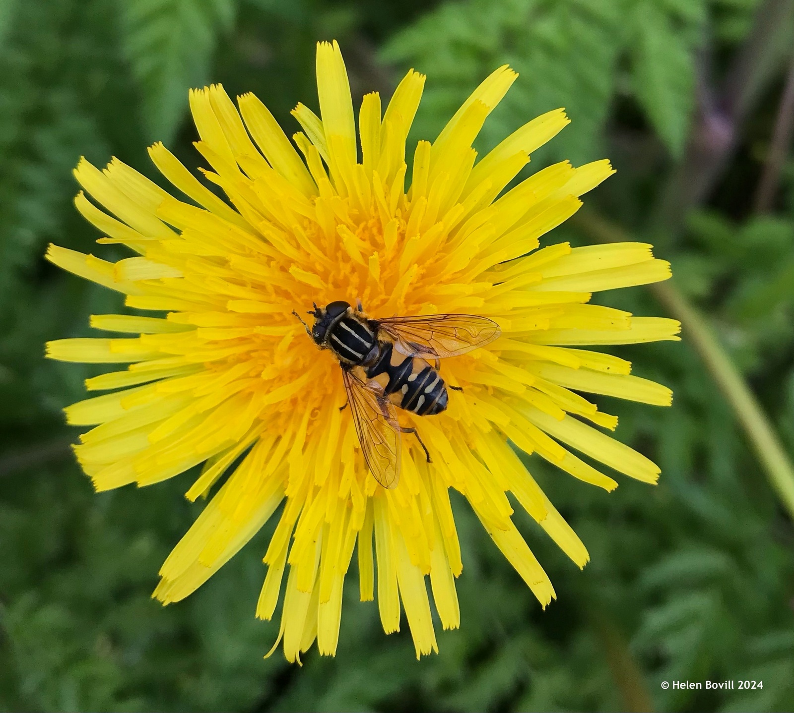 A Sun Fly on a dandelion