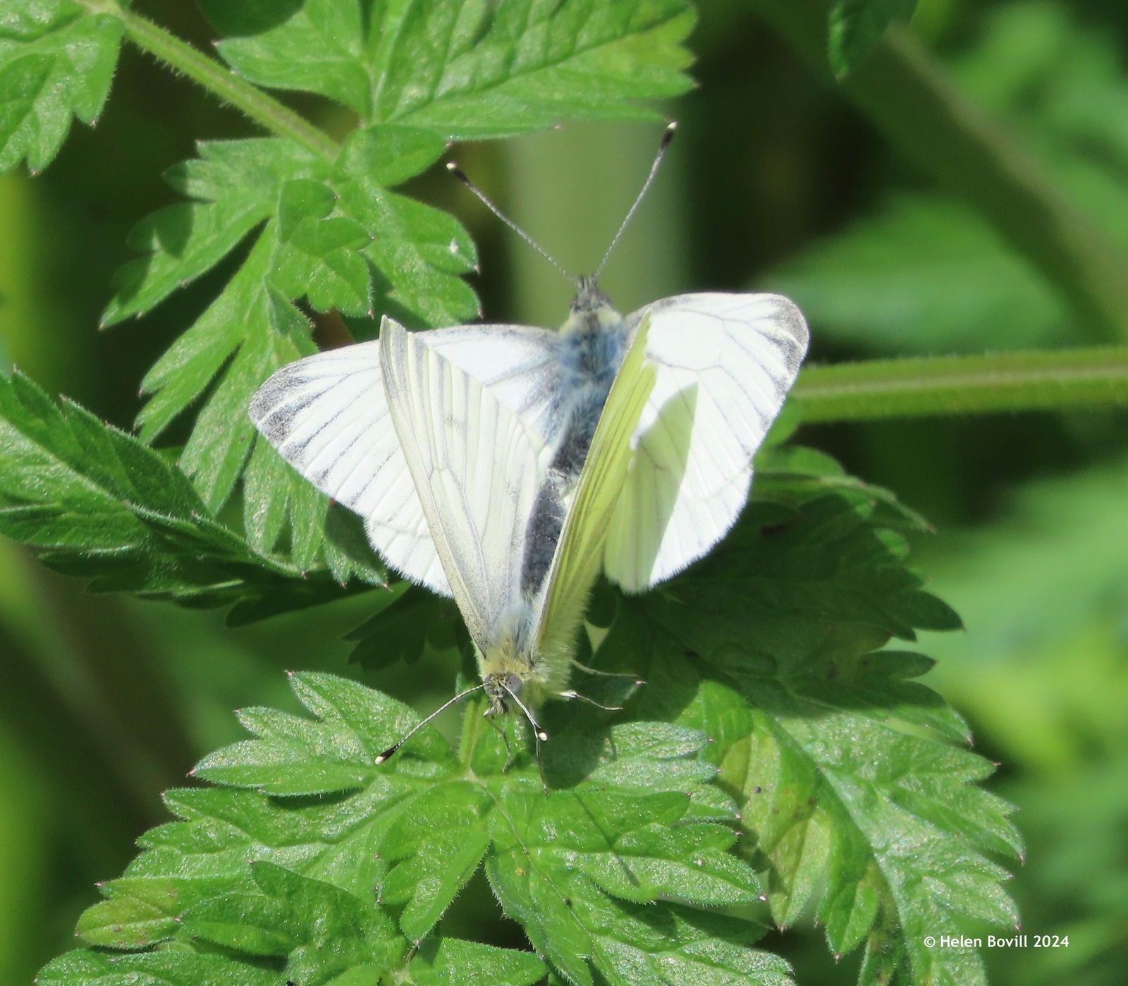 Two Green-veined White butterflies mating on a cow parsley leaf