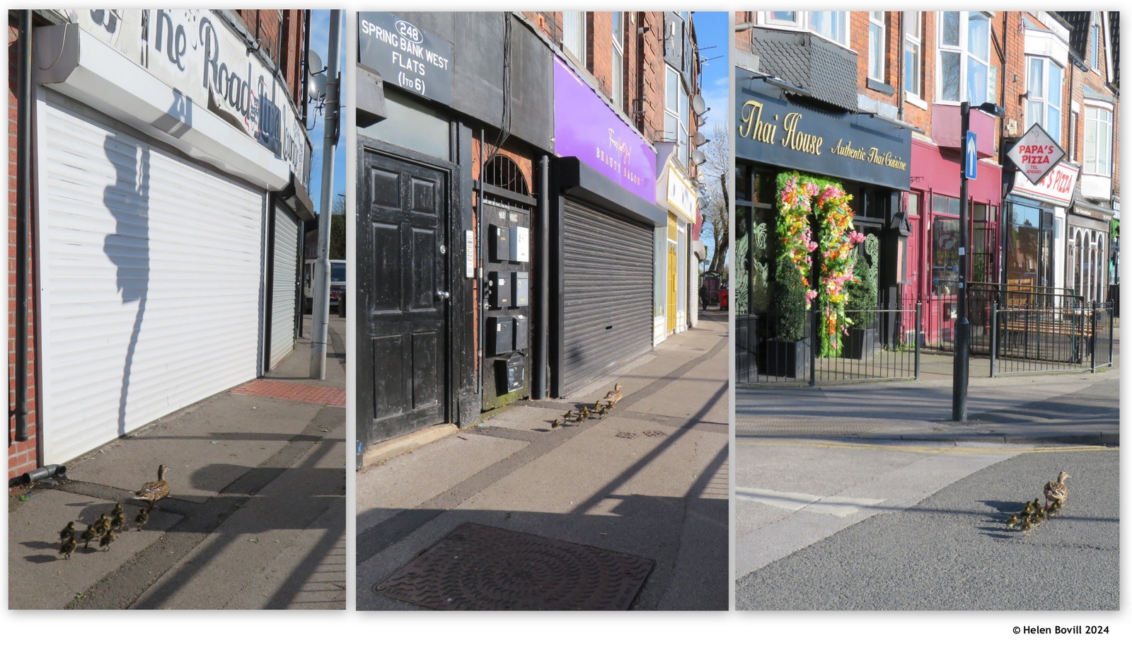 3 photos of a mallard walking up the street with 9 ducklings