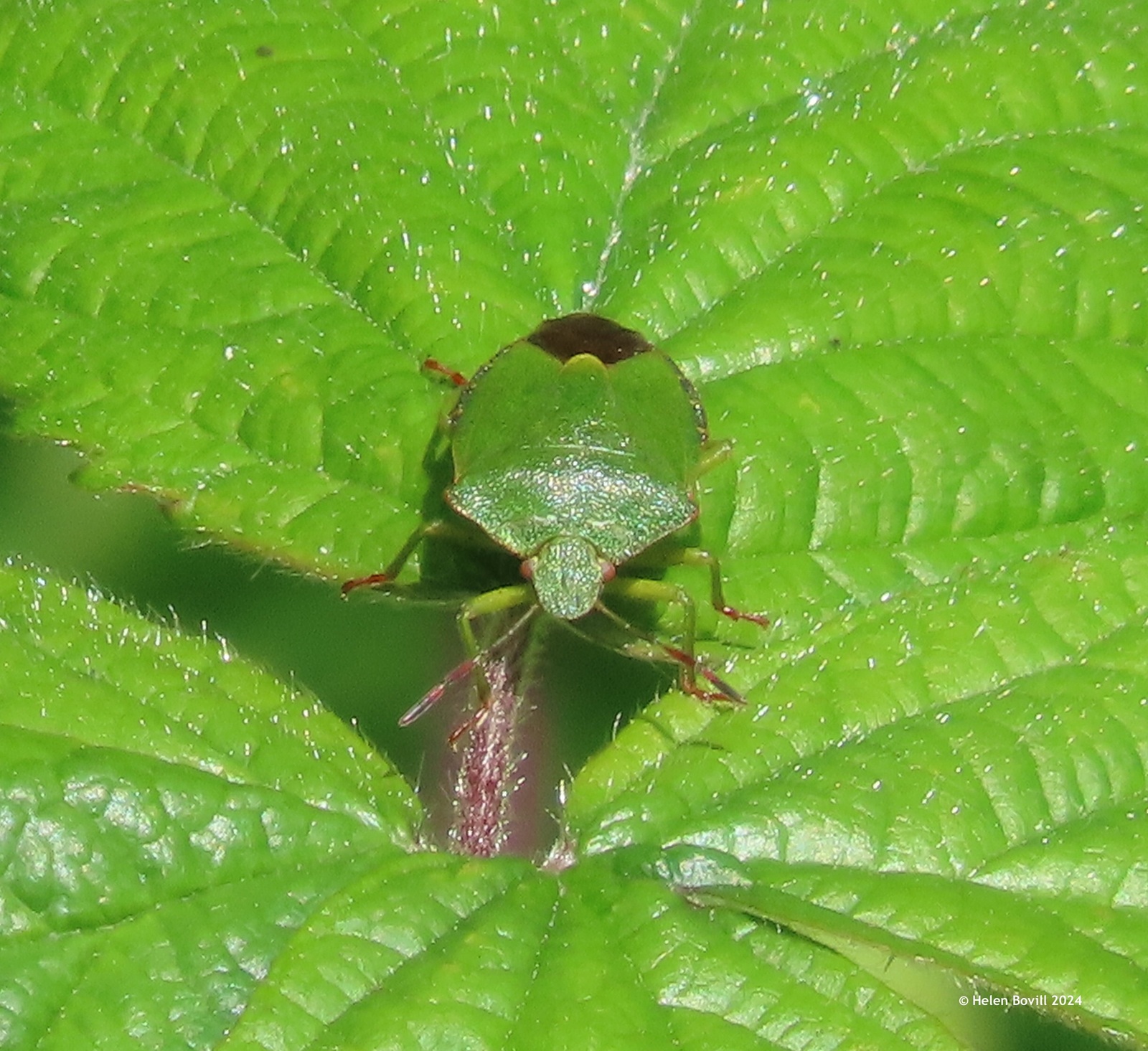 A Green Shield bug on a leaf