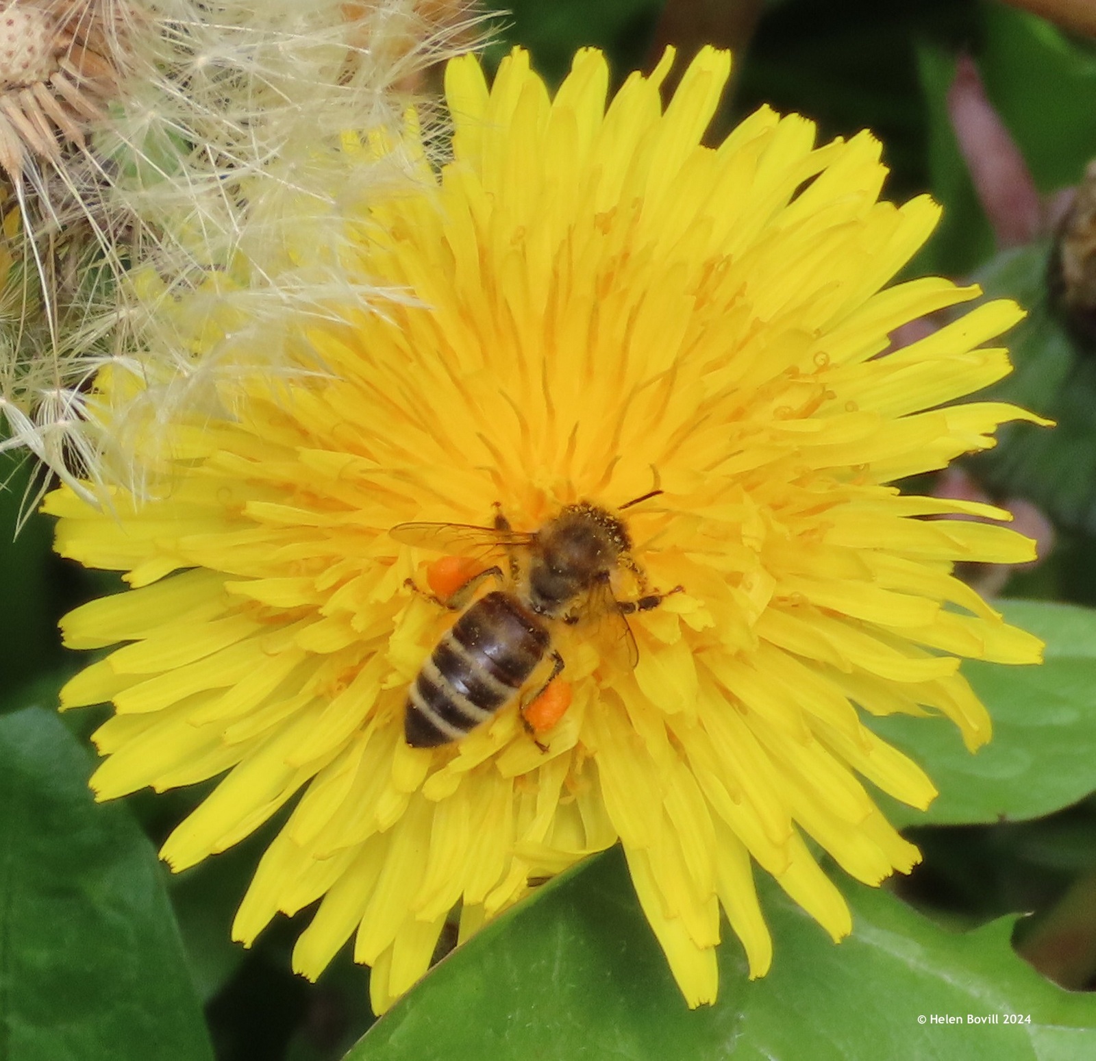 A honey bee on a dandelion in the cemetery
