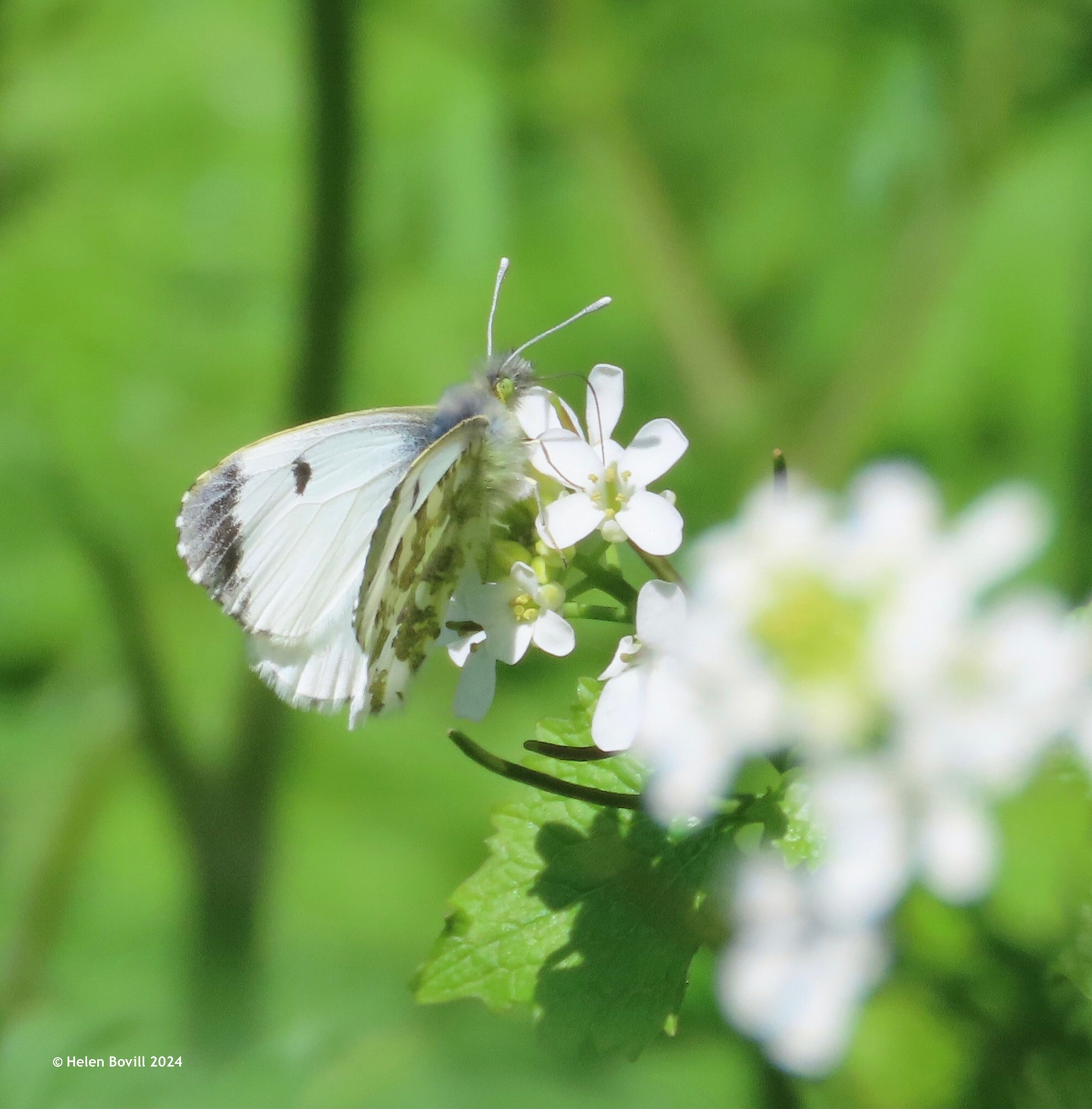 An Orange Tip butterfly on a garlic mustard flower in the cemetery