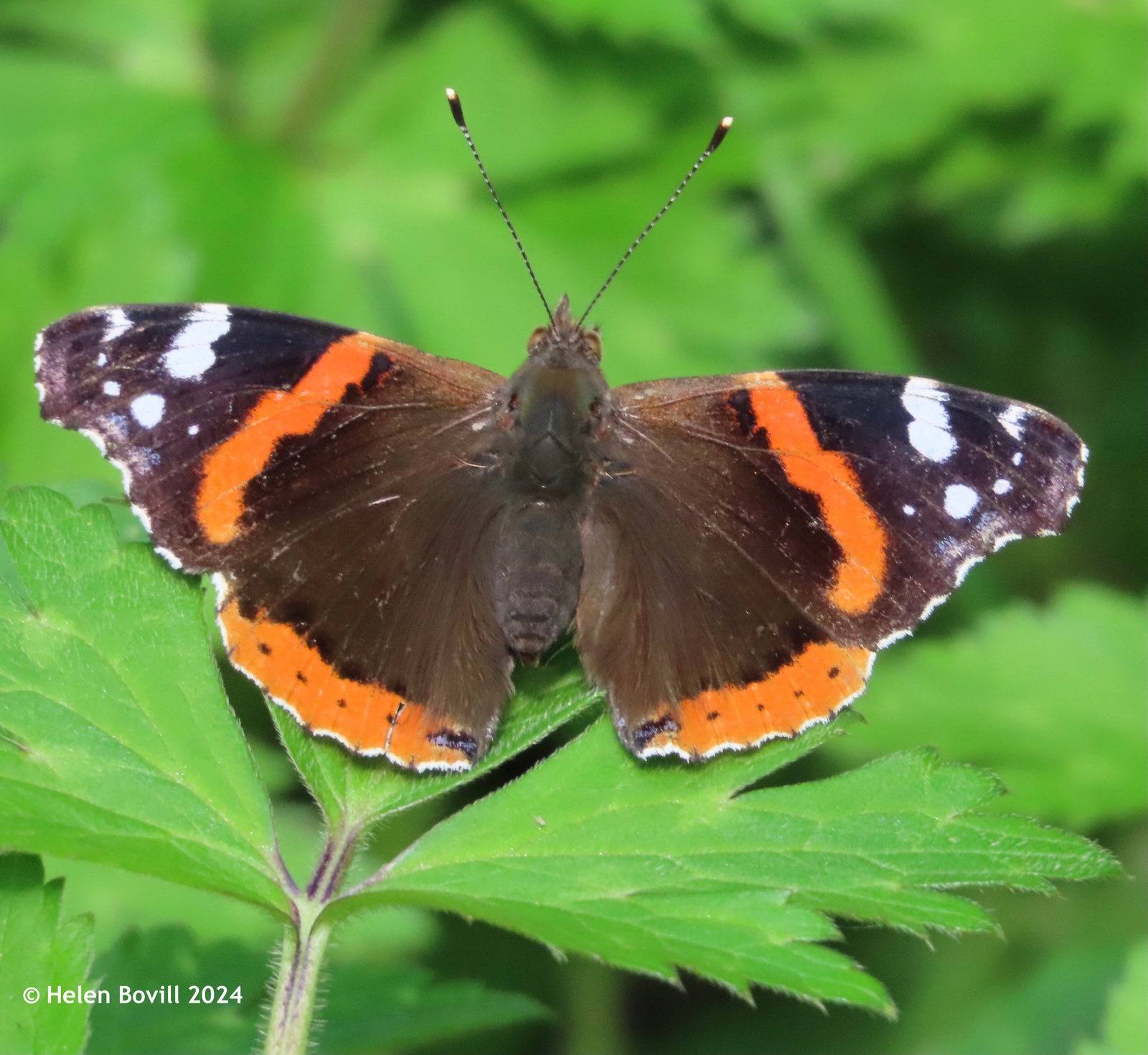 Red Admiral butterfly resting on a leaf