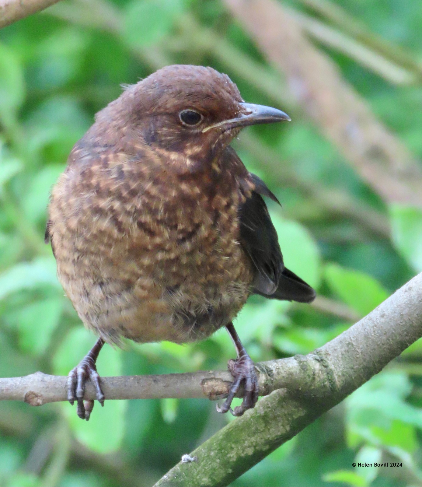 A young blackbird perched on a branch