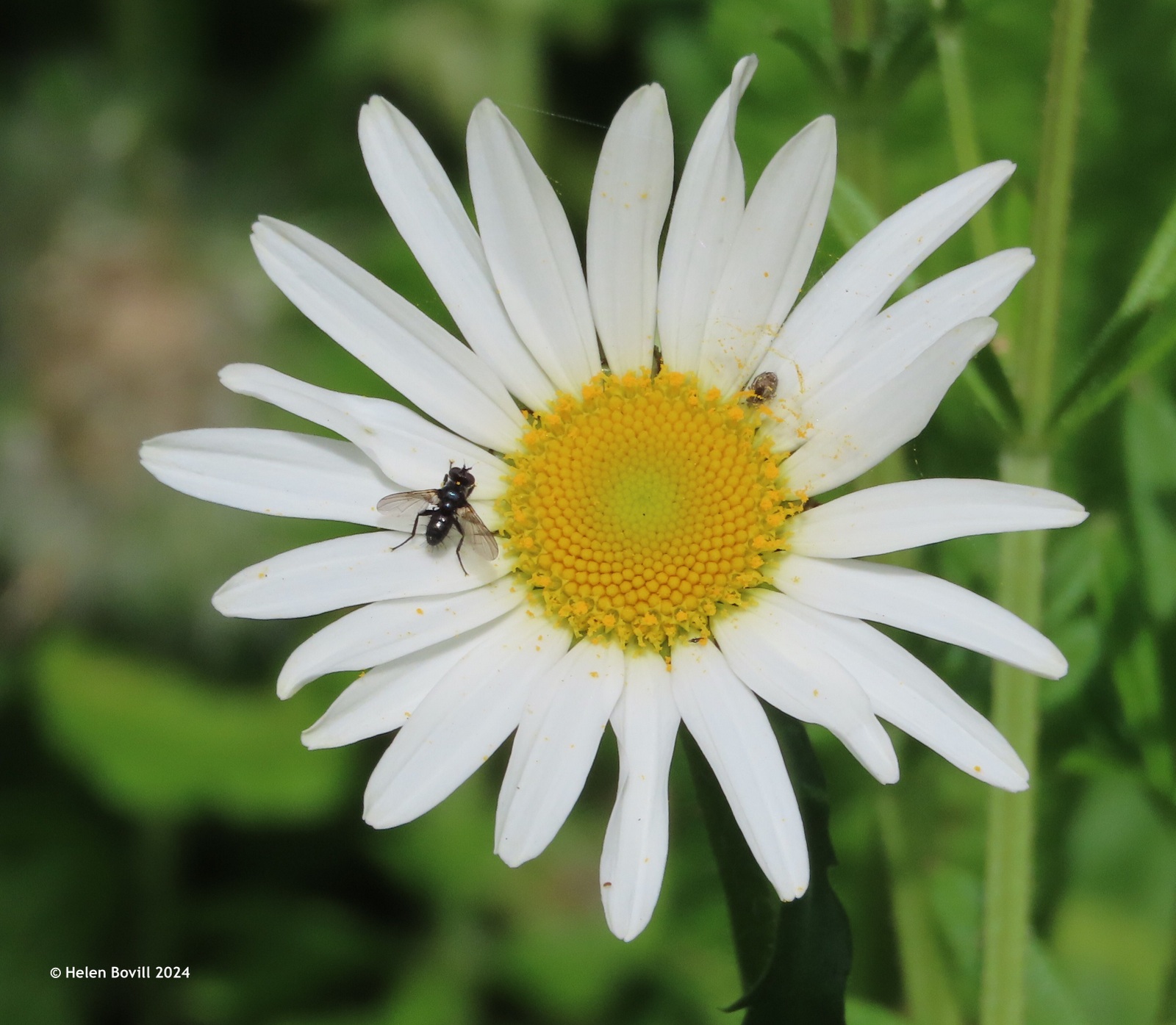 An Oxeye daisy with a tiny fly on it