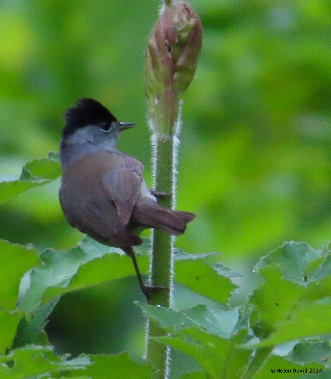 A Blackcap perched on the stem of a hogweed plant 