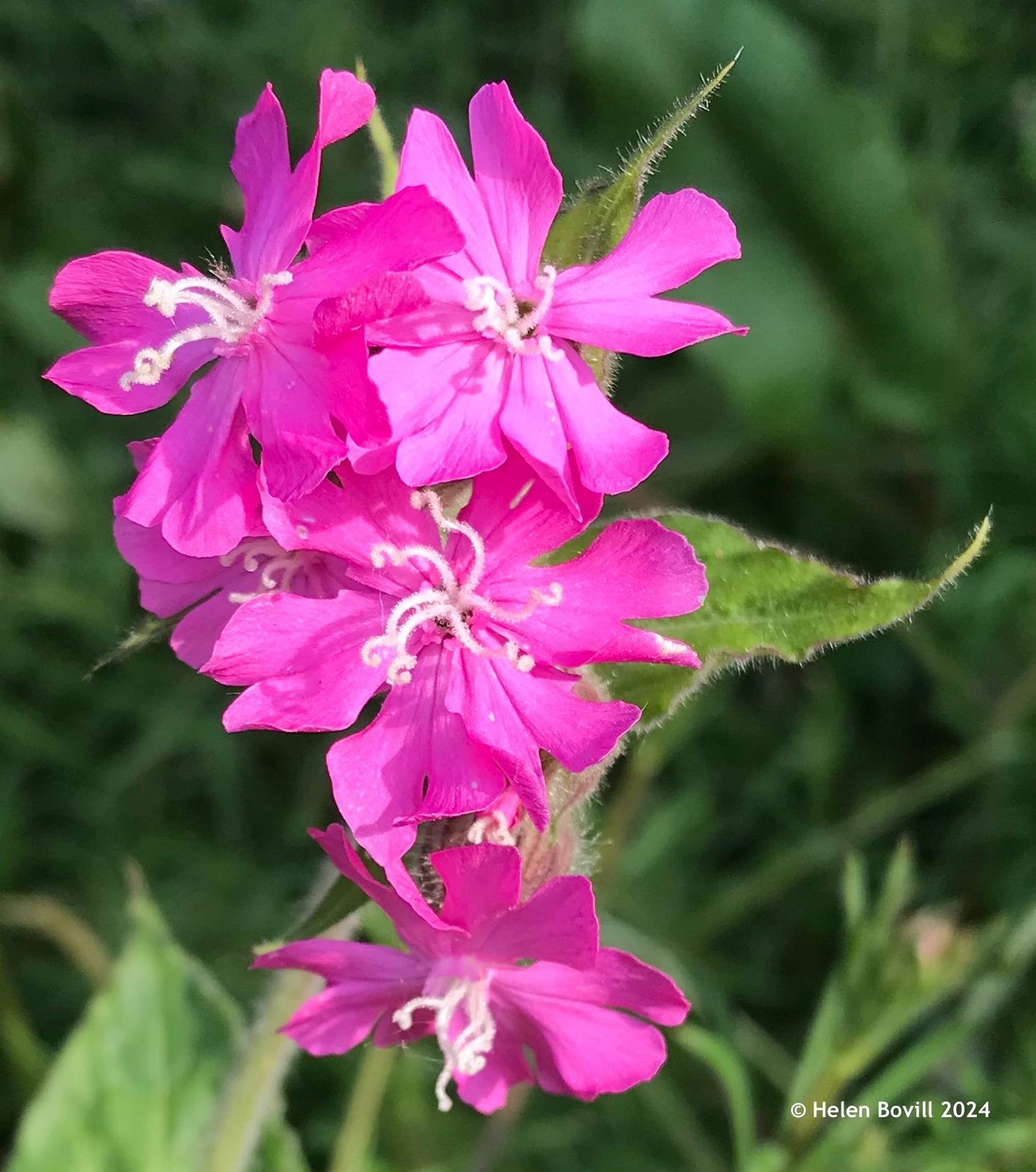 The pink flowers of the Red Campion