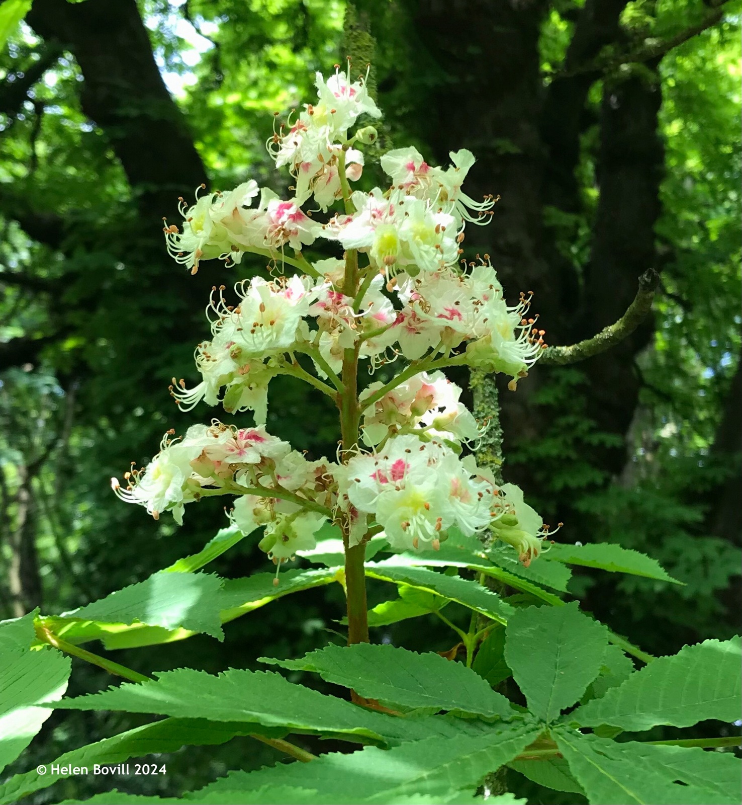 The creamy white flowers of an old Horse Chestnut Tree in the cemetery