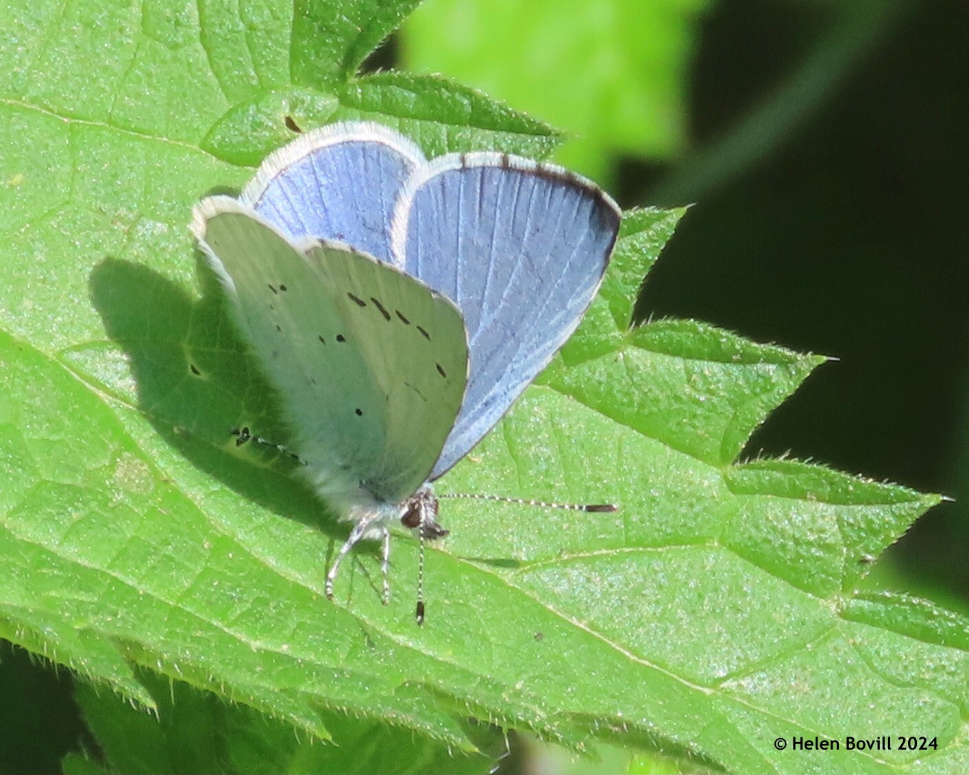 A Holly Blue Butterfly resting on a nettle leaf in the cemetery