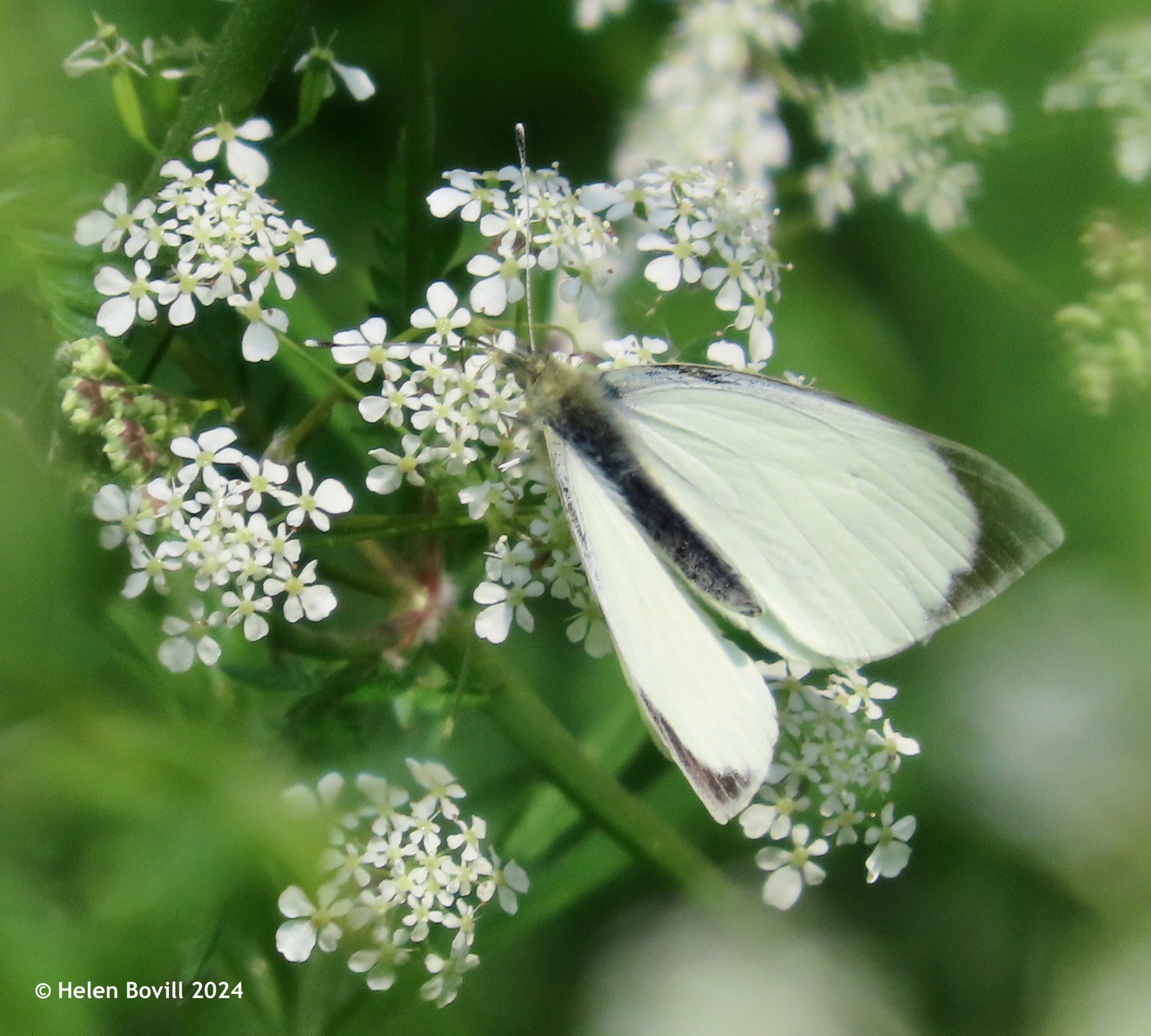 A Large White butterfly feeding on cow parsley