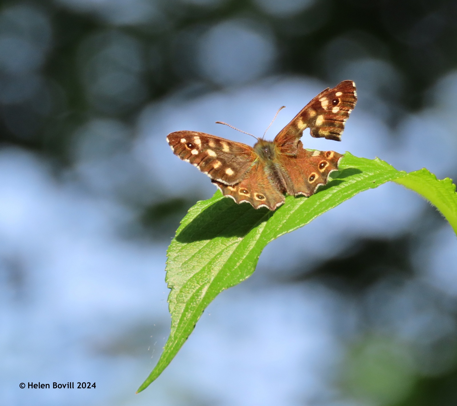 A Speckled Wood butterfly perched high on a leaf in the Quaker Burial Ground