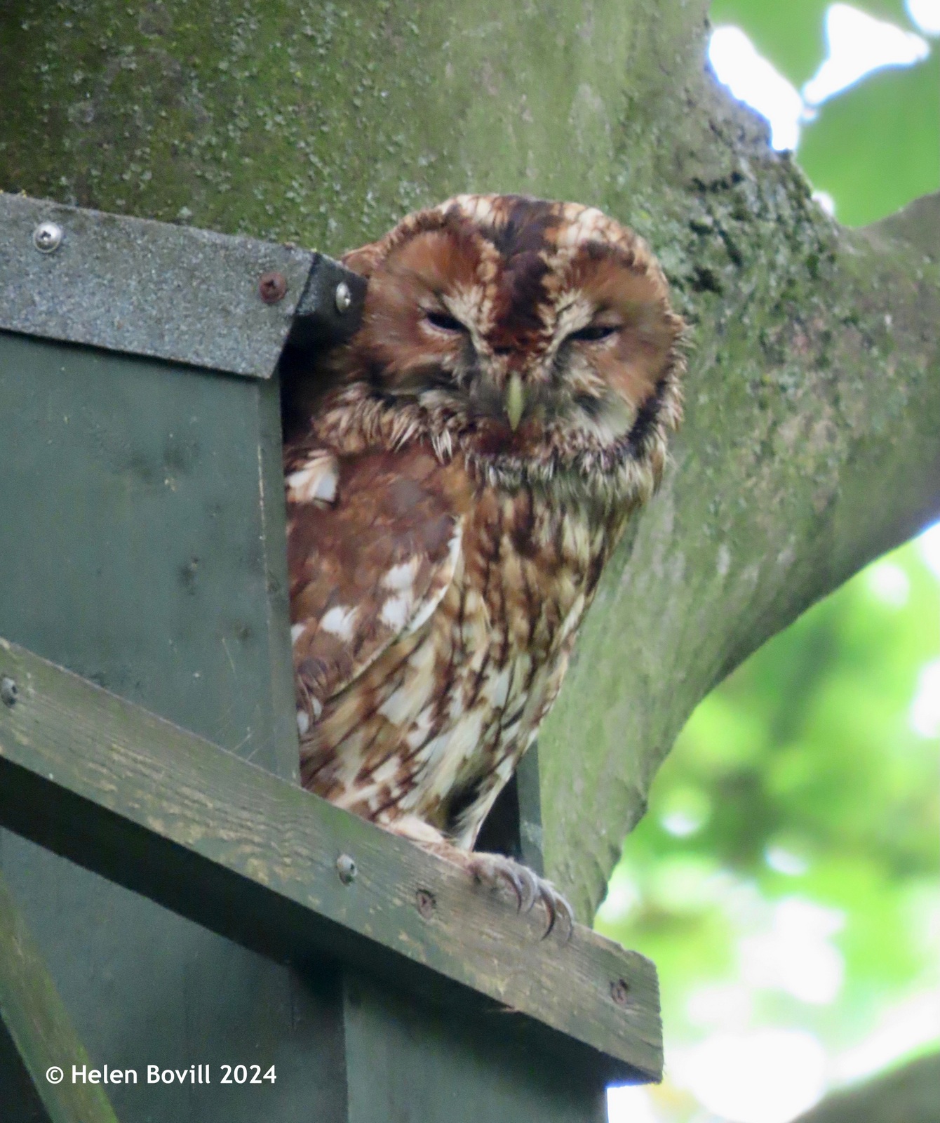 A tawny owl sitting at the entrance to a nest box in the cemetery