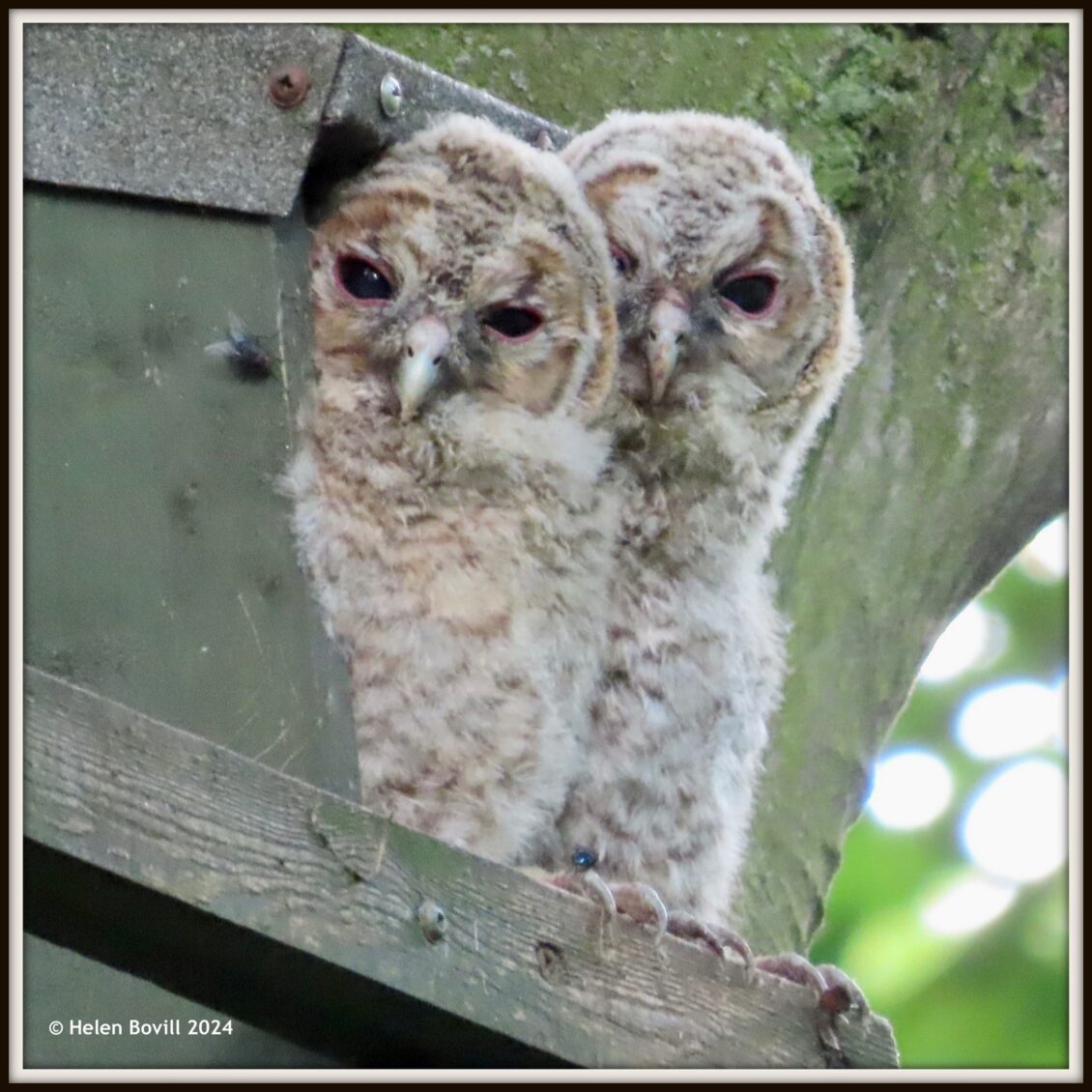 Two baby tawny owls sitting at the entrance to their nest box in the cemetery