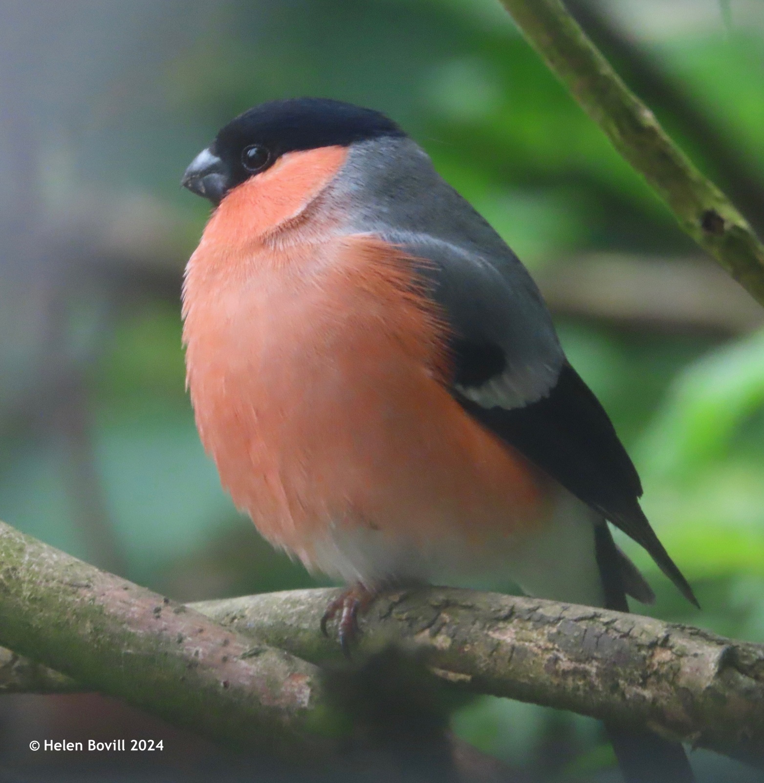 A male bullfinch sitting in a tree in the cemetery