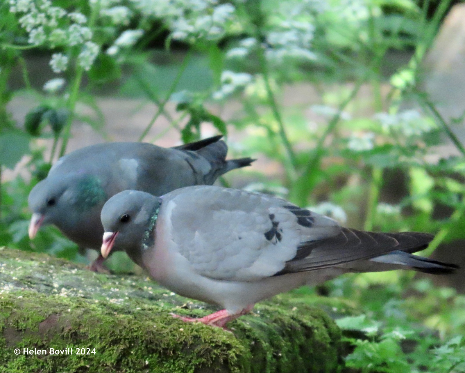 Two stock doves feeding on the ground in the cemetery