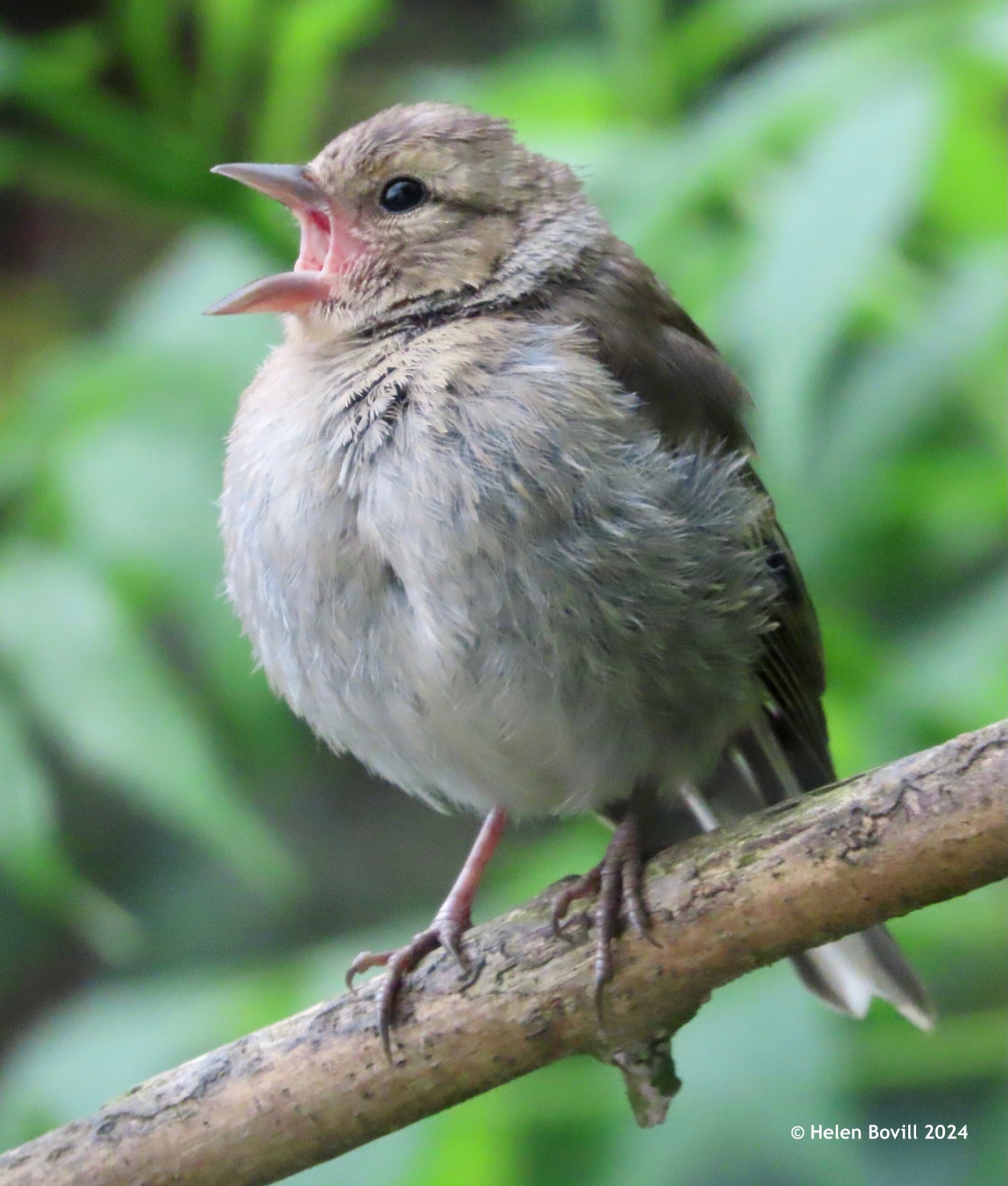 A young chaffinch calling for its parents to feed it