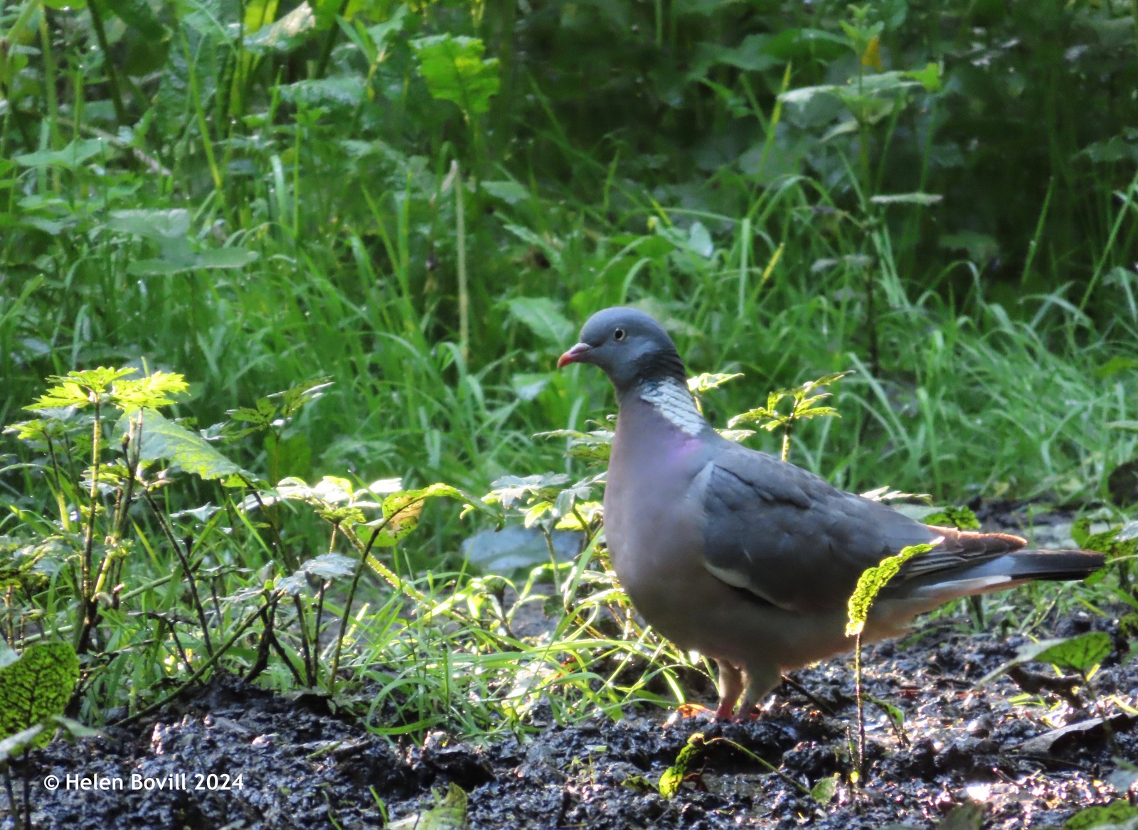 A wood pigeon on the ground with the sun shining on it