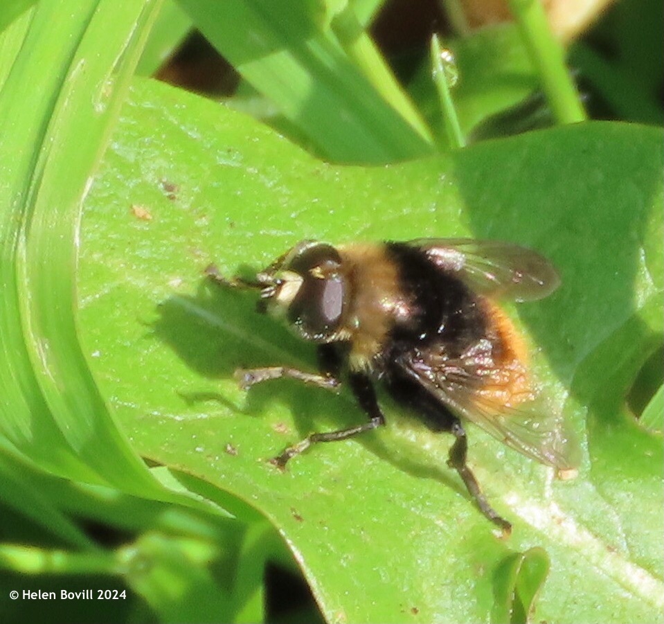 A Narcissus Bulb fly, looking like a small bee, sitting on a leaf