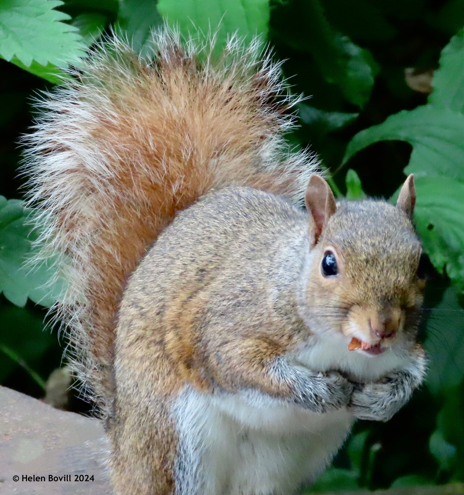 A grey squirrel with extra red coloration sitting in a tree