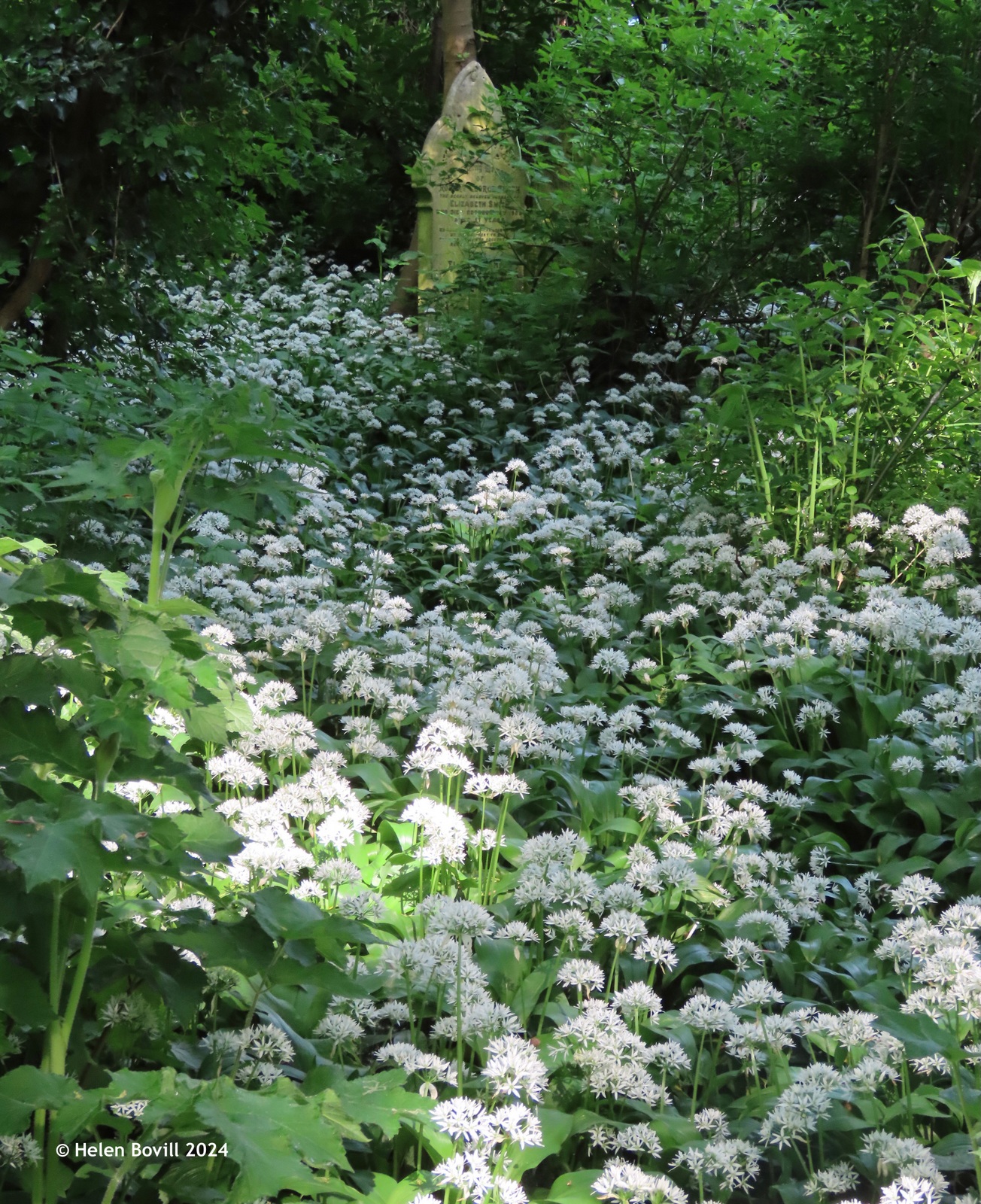 A carpet of white Wild Garlic flowers in the cemetery sunshine