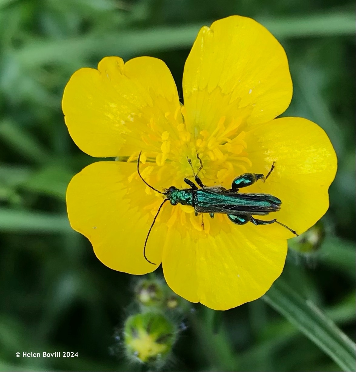 Thick-legged flower beetle on a buttercup