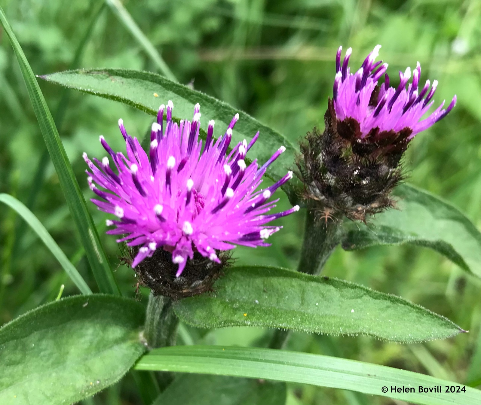 The pink flowers of the Knapweed plant