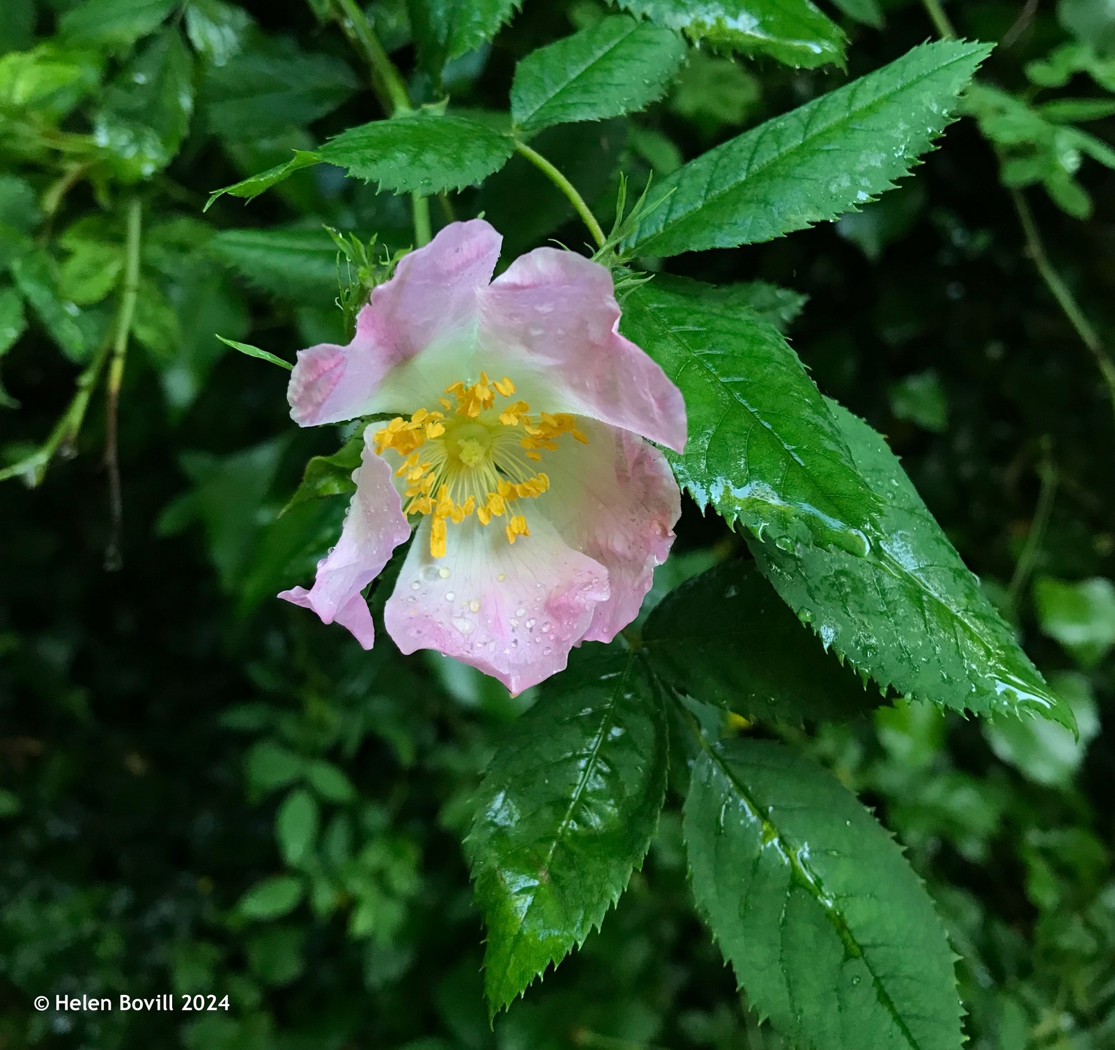 A pale pink Dog-rose with raindrops on it in the cemetery