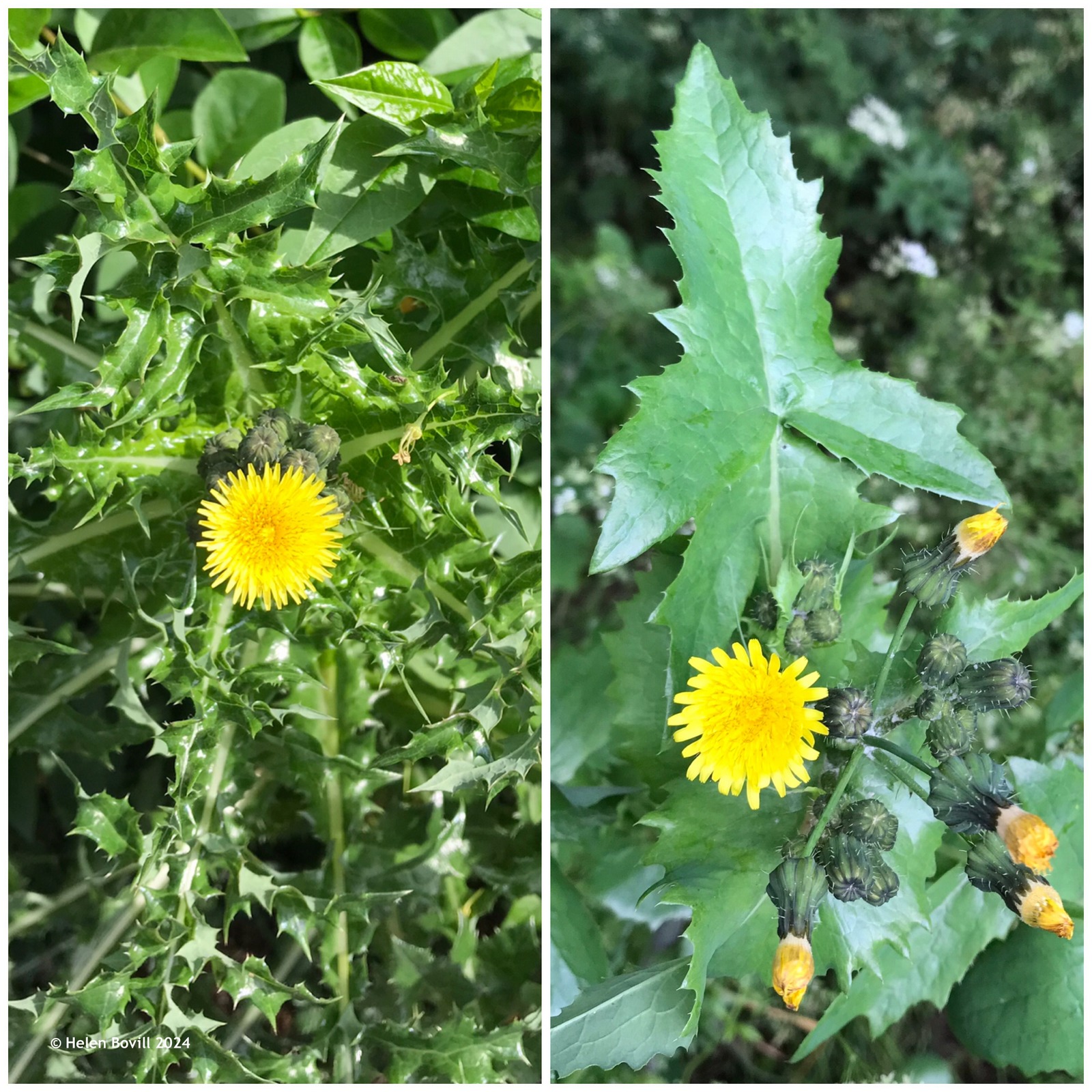 Two photos showing the yellow flowers of the Prickly Sowthistle and the Smooth Sowthistle