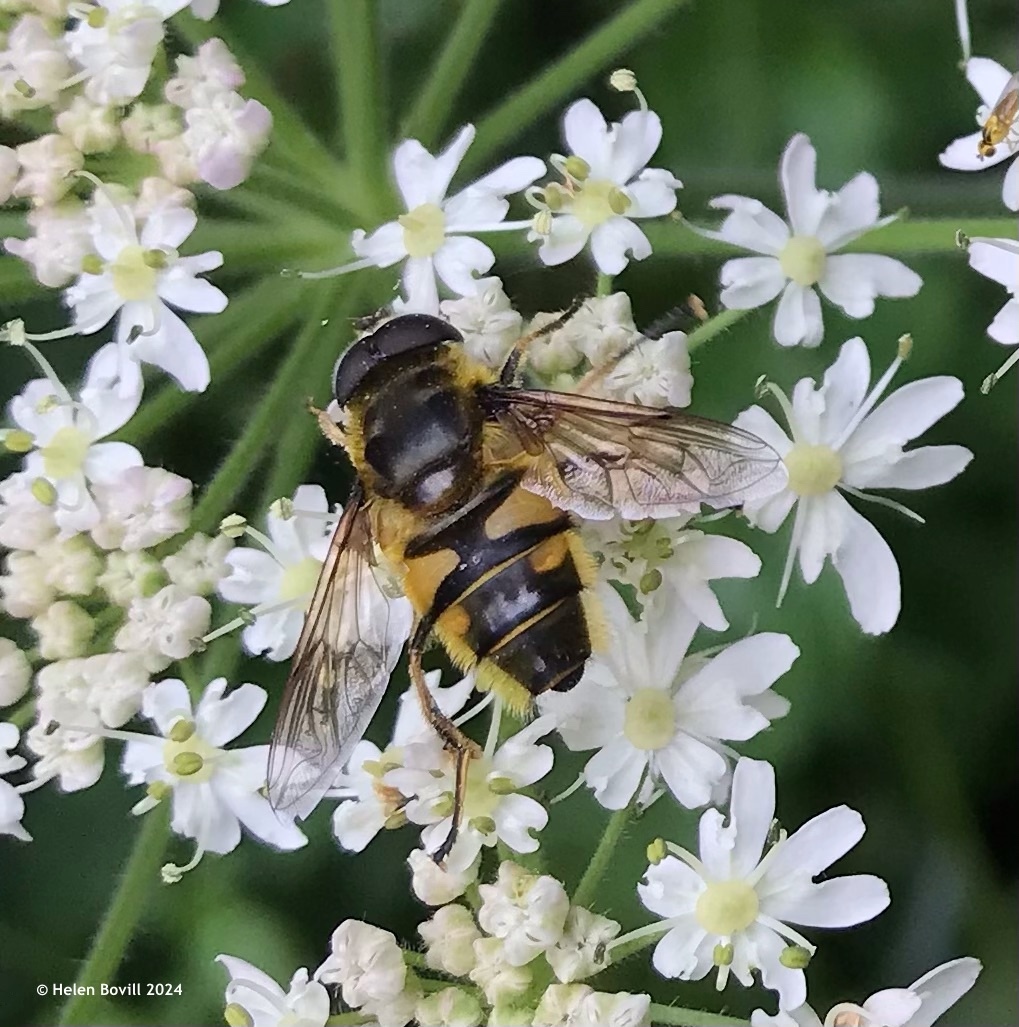 A Batman Hoverfly feeding on hogweed flowers