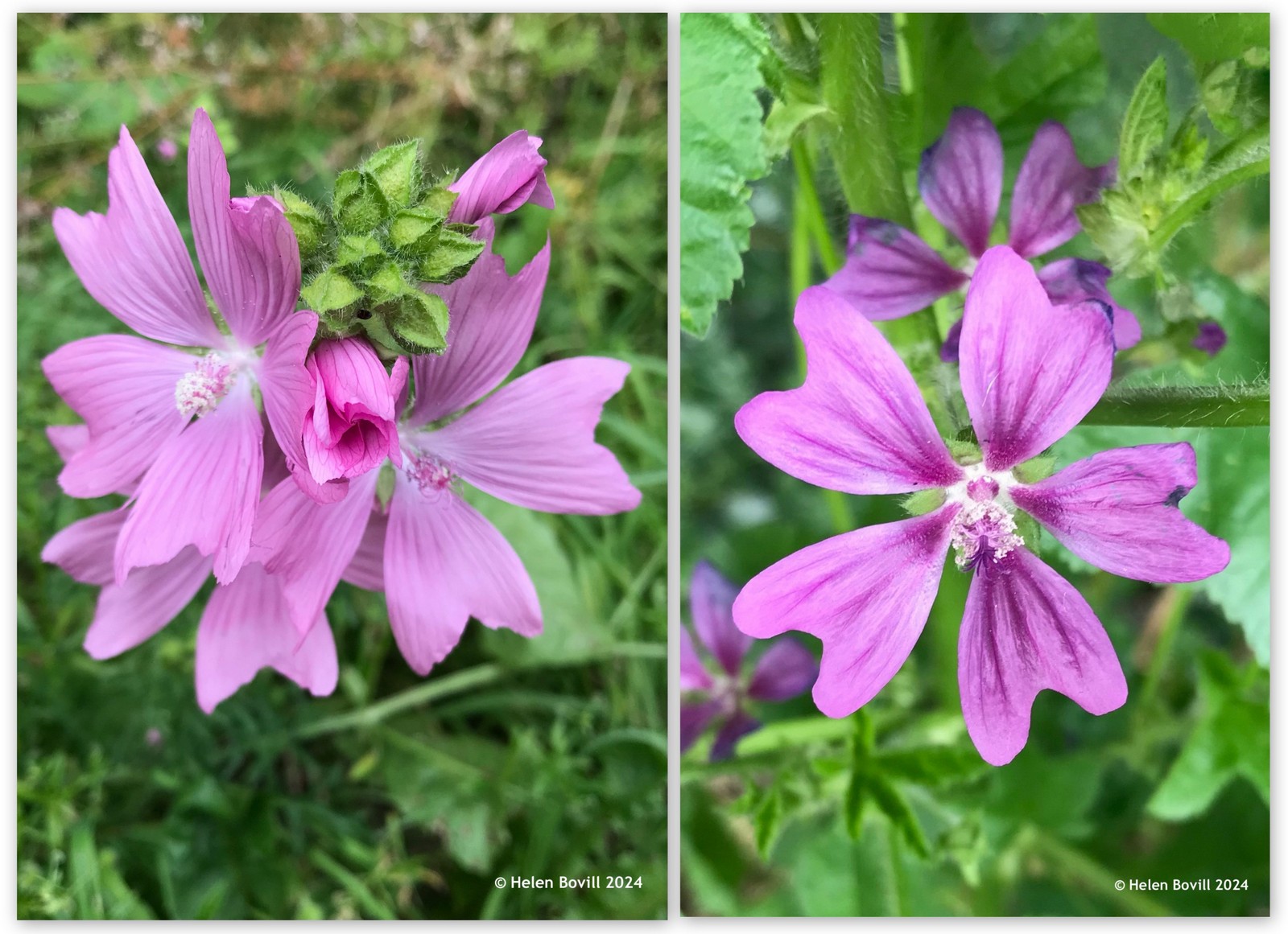 Two photos showing the pink flowers of Musk Mallow and Common Mallow