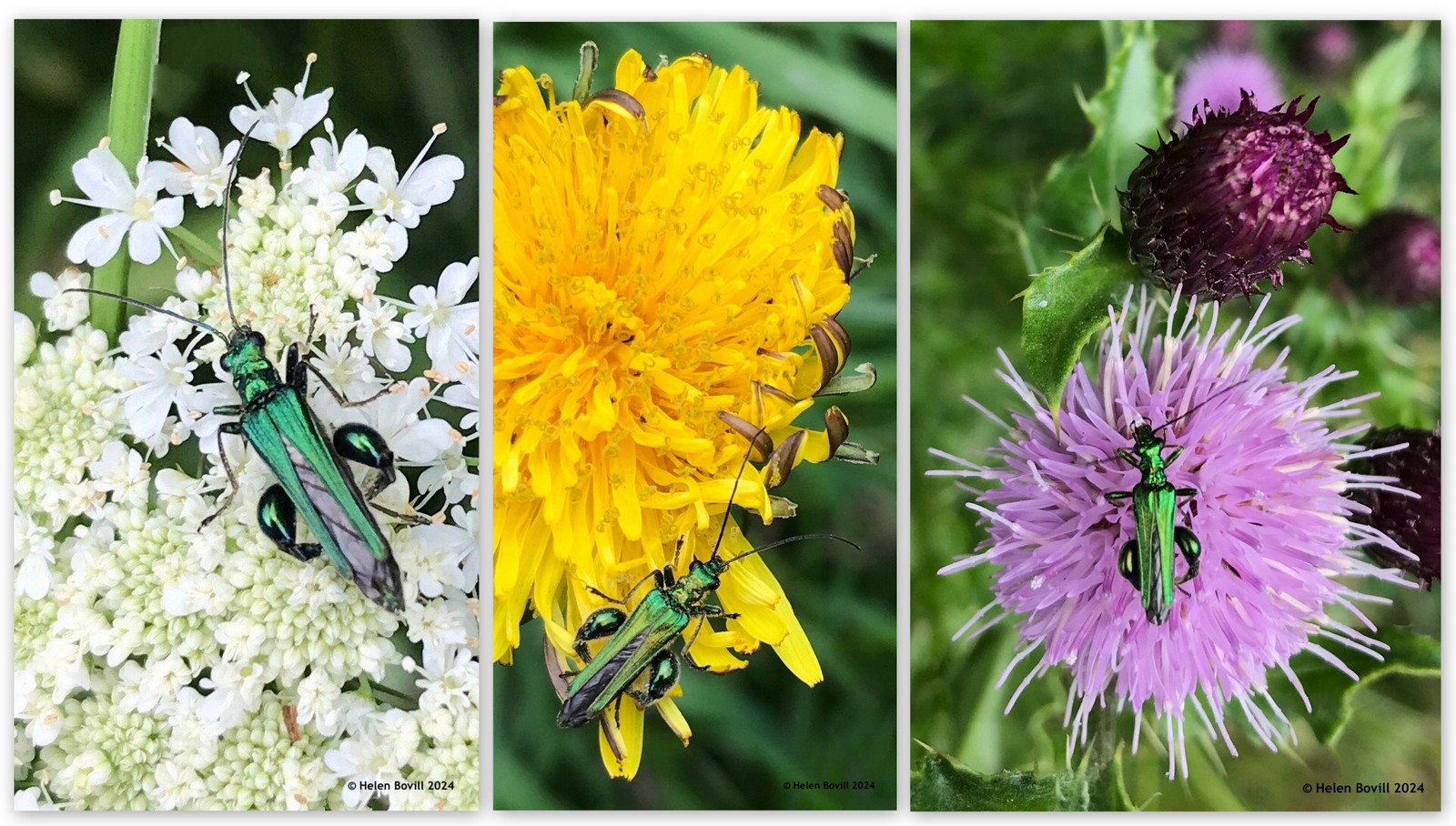 Three photos showing thick-legged flower beetles on flowers