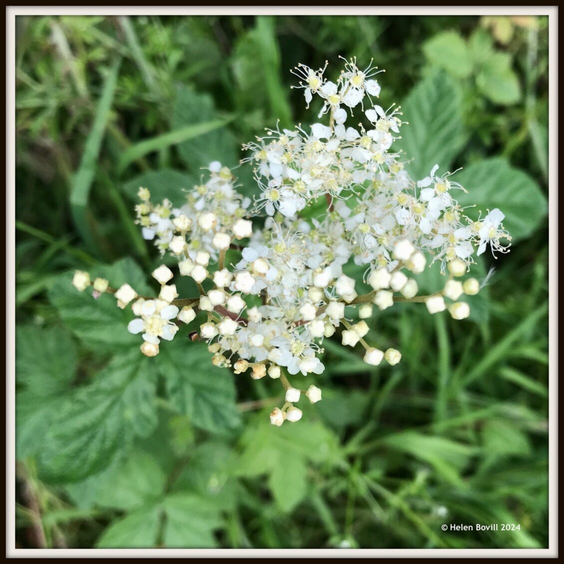 The pale creamy white flowers of Meadowsweet