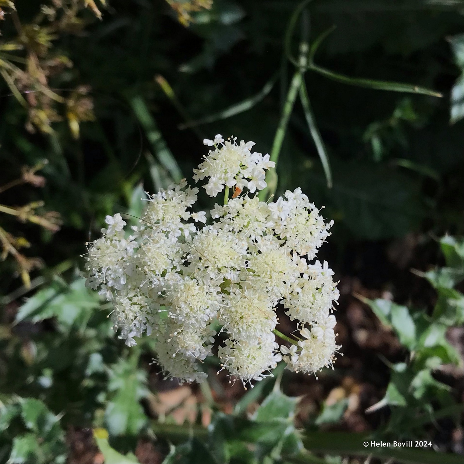 White flowers of the corky-fruited water dropwort growing on the grass verge alongside the cemetery