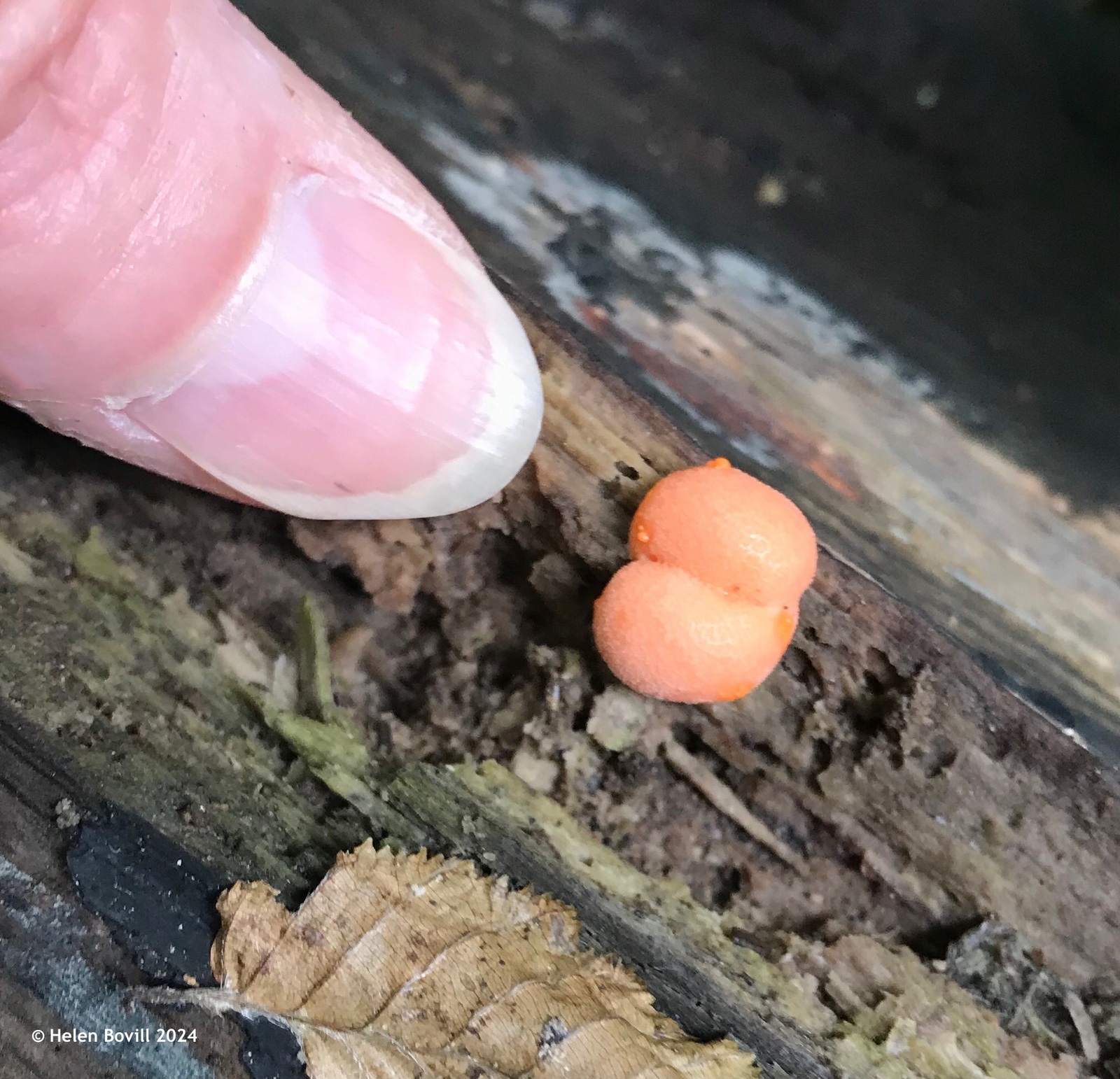 Thumb pointing at a tiny fungus on a fallen log