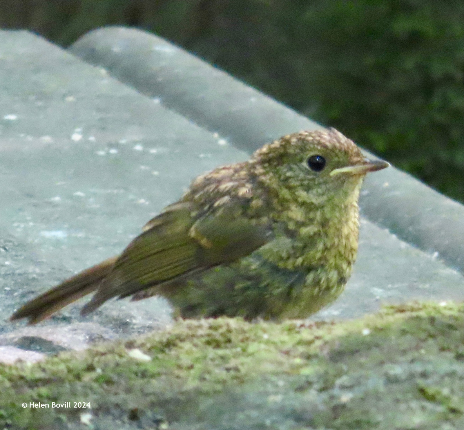 Baby Robin on a headstone in the cemetery