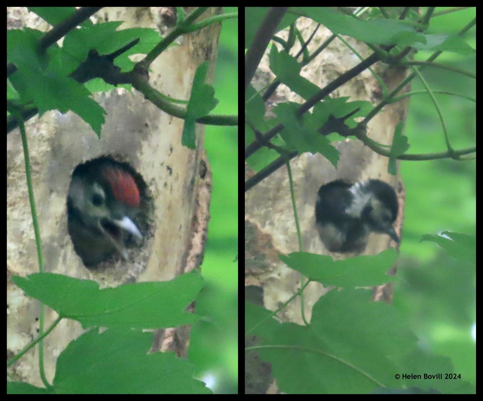 Woodpecker chicks looking out of a nest hole in a tree in the cemetery