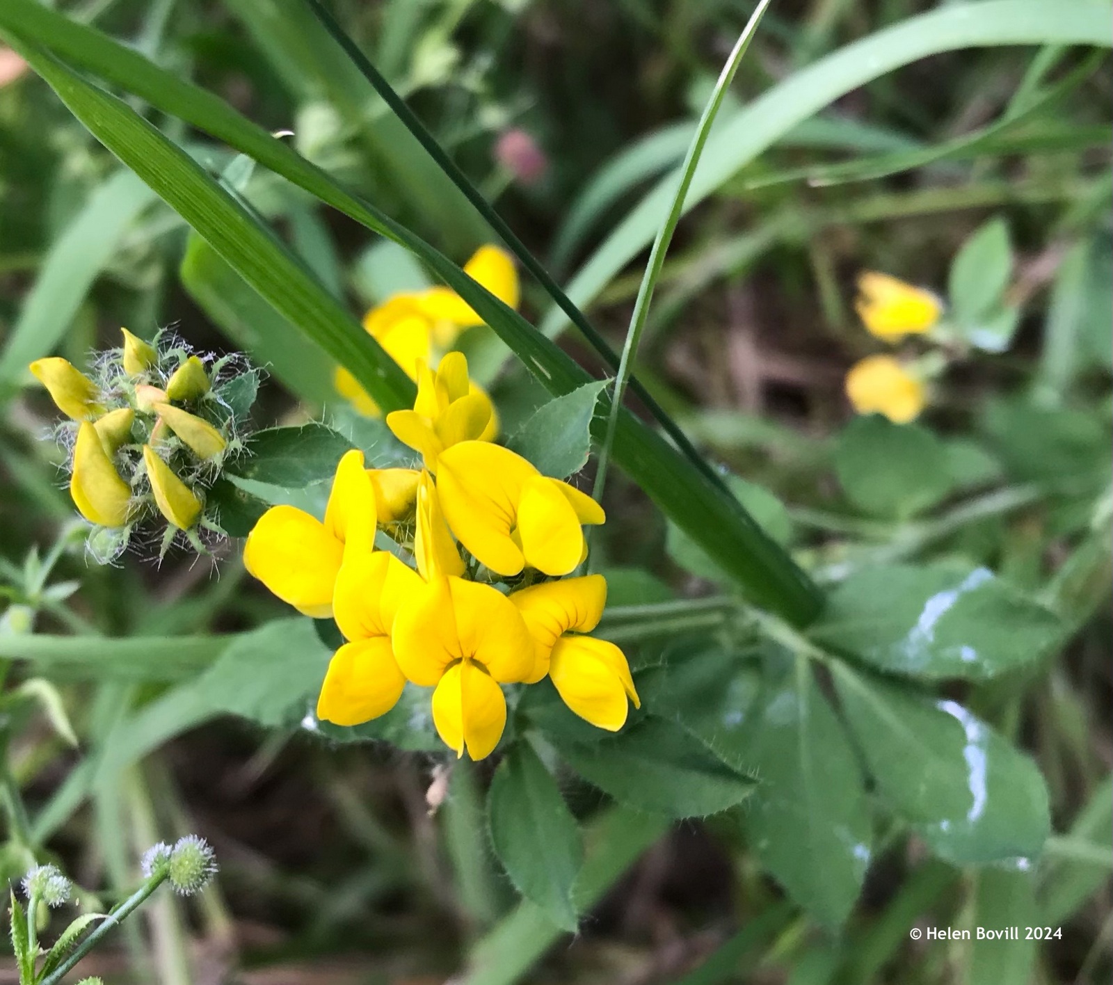 The yellow flowers of Birds-foot Trefoil