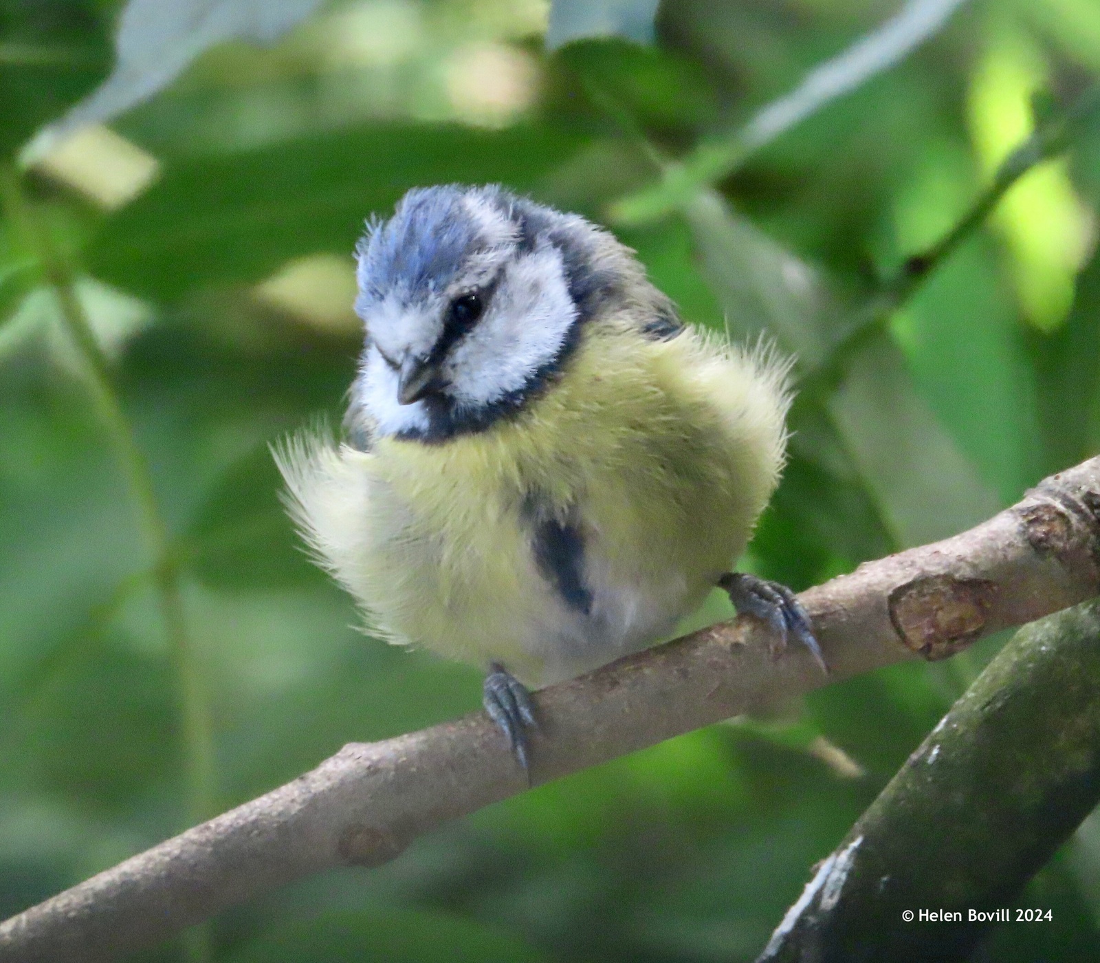 Blue Tit on a branch in the cemetery