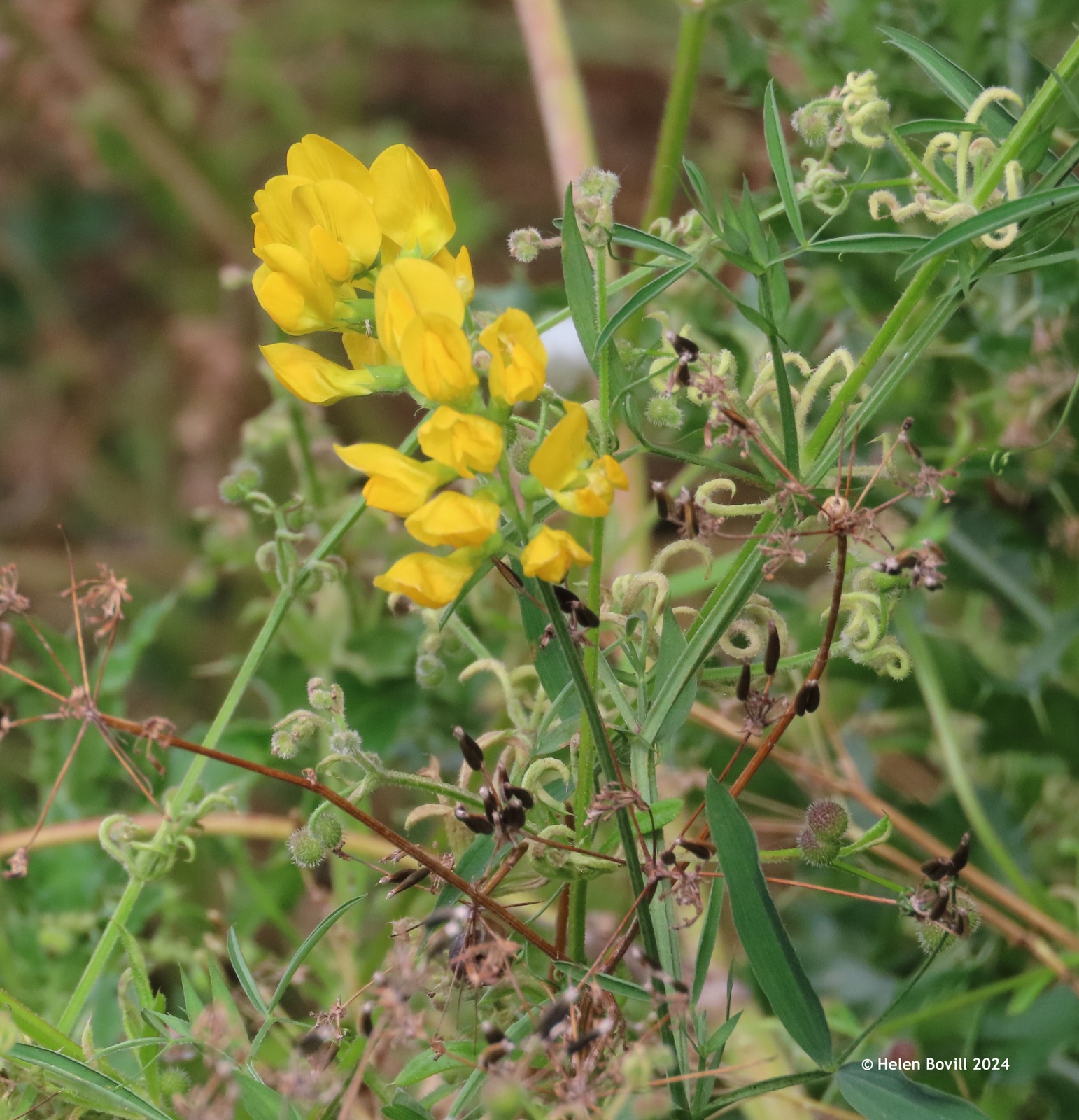 The yellow flowers of Meadow Vetchling