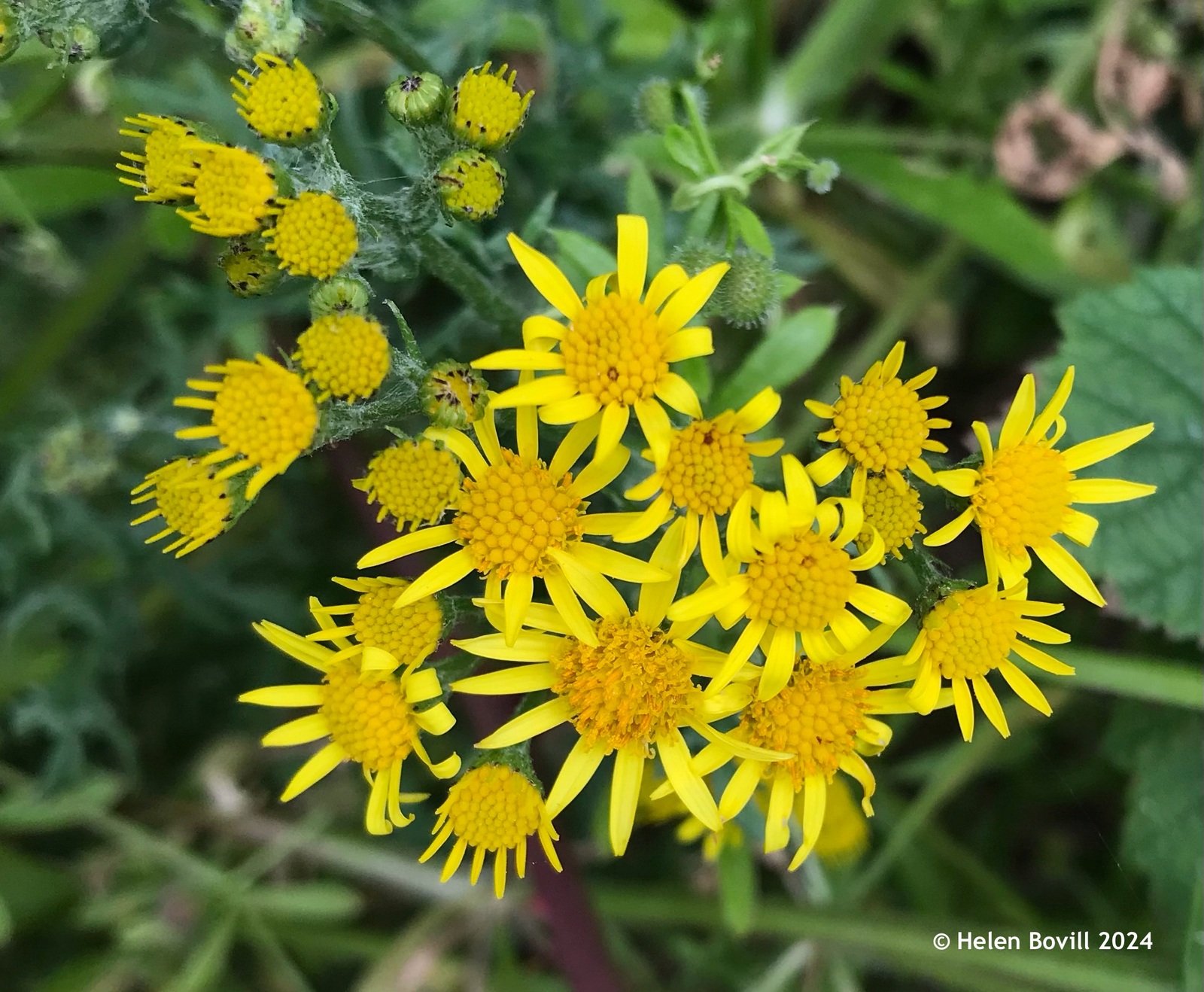 The yellow flowers of Ragwort