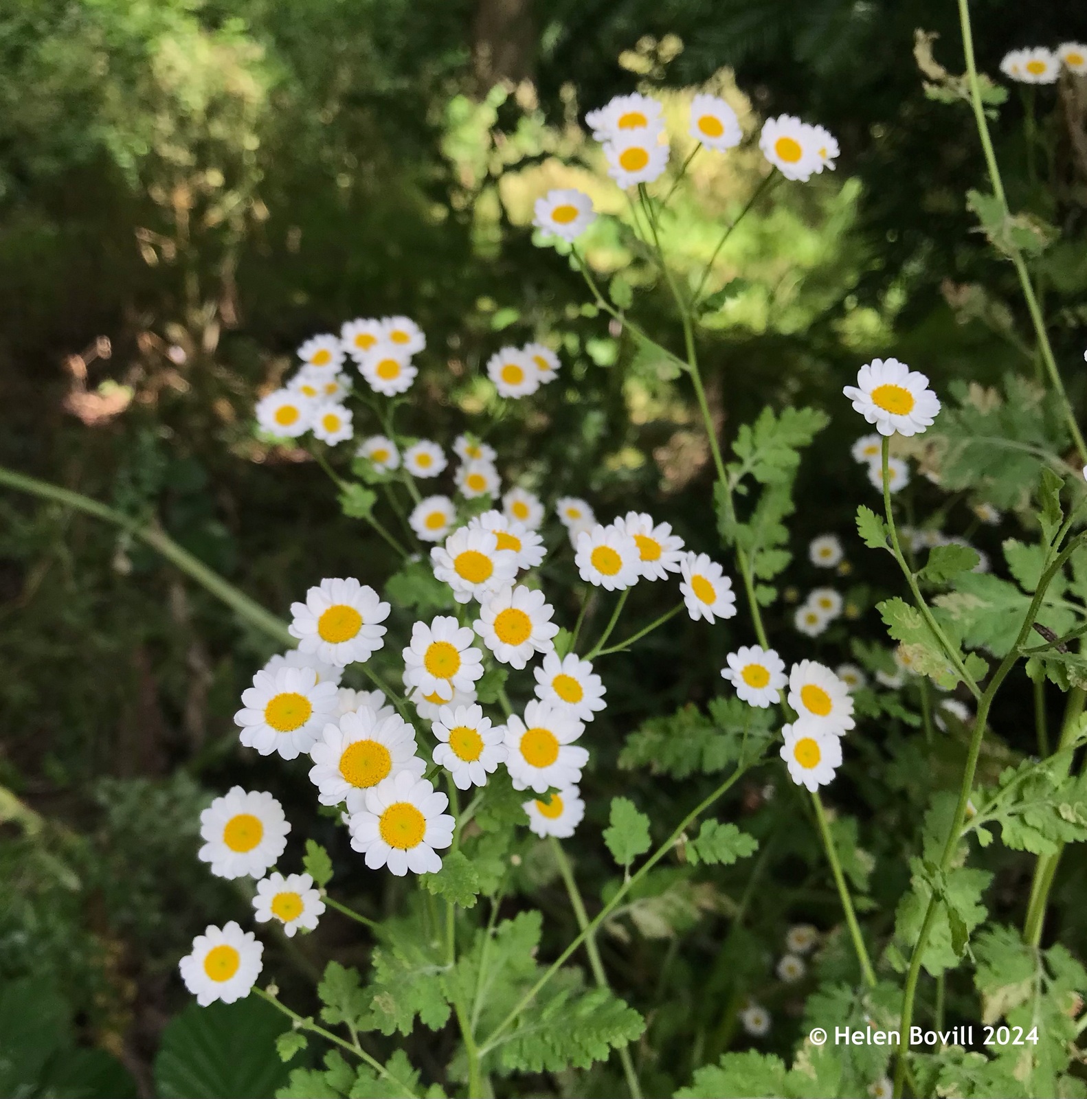 The white daisy-like flowers of Feverfew